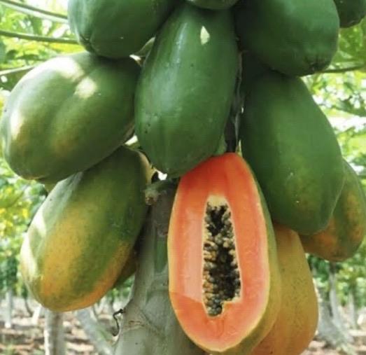 Paw Paw - Red Self Pollinating RESTRICTED TO SOUTH EAST QLD