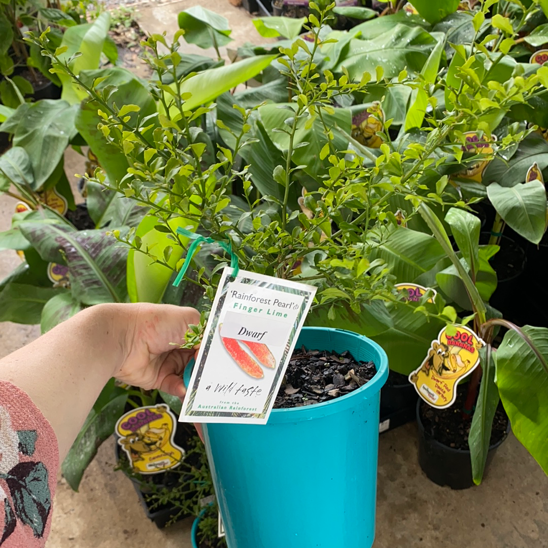 Finger Lime - Rainforest Pearl RESTRICTED TO QLD