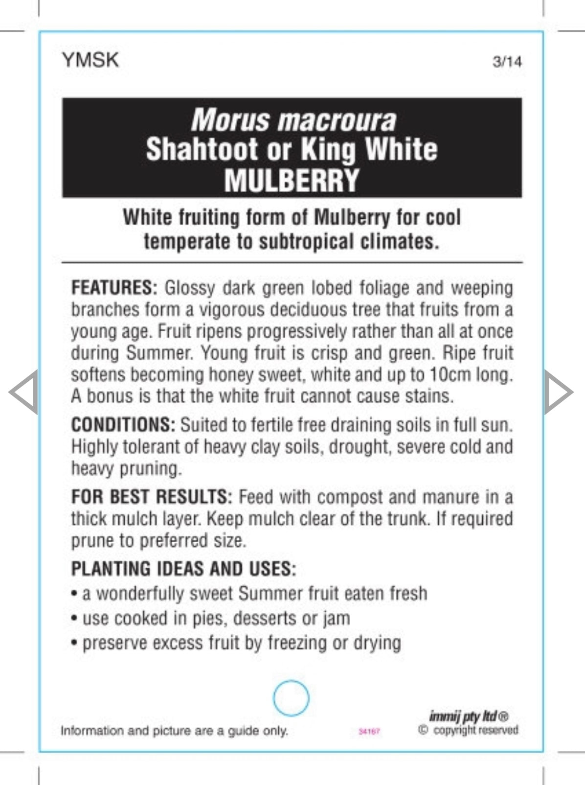 Mulberry - White Shahtoot / King White