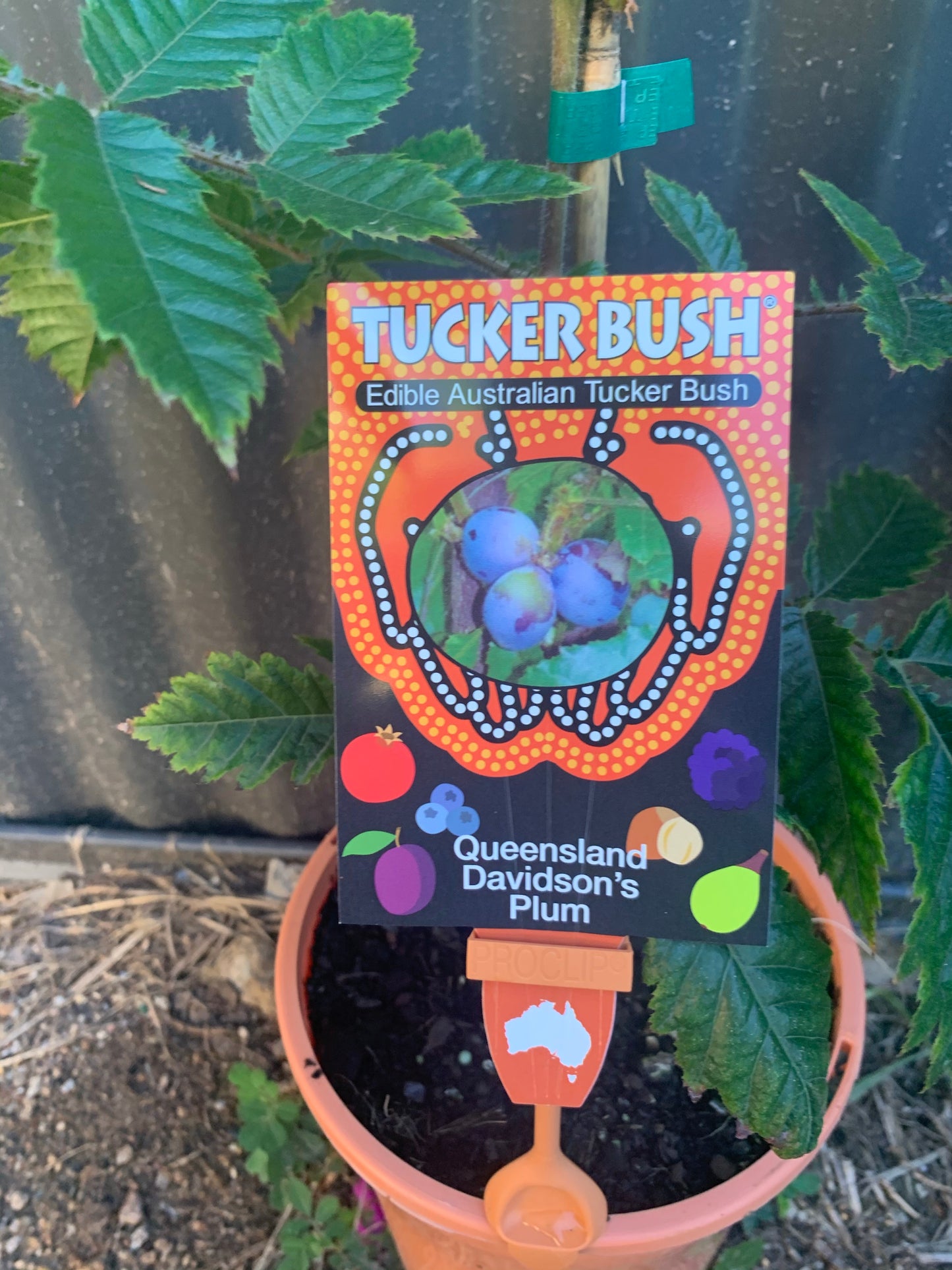 QLD Davidson plum