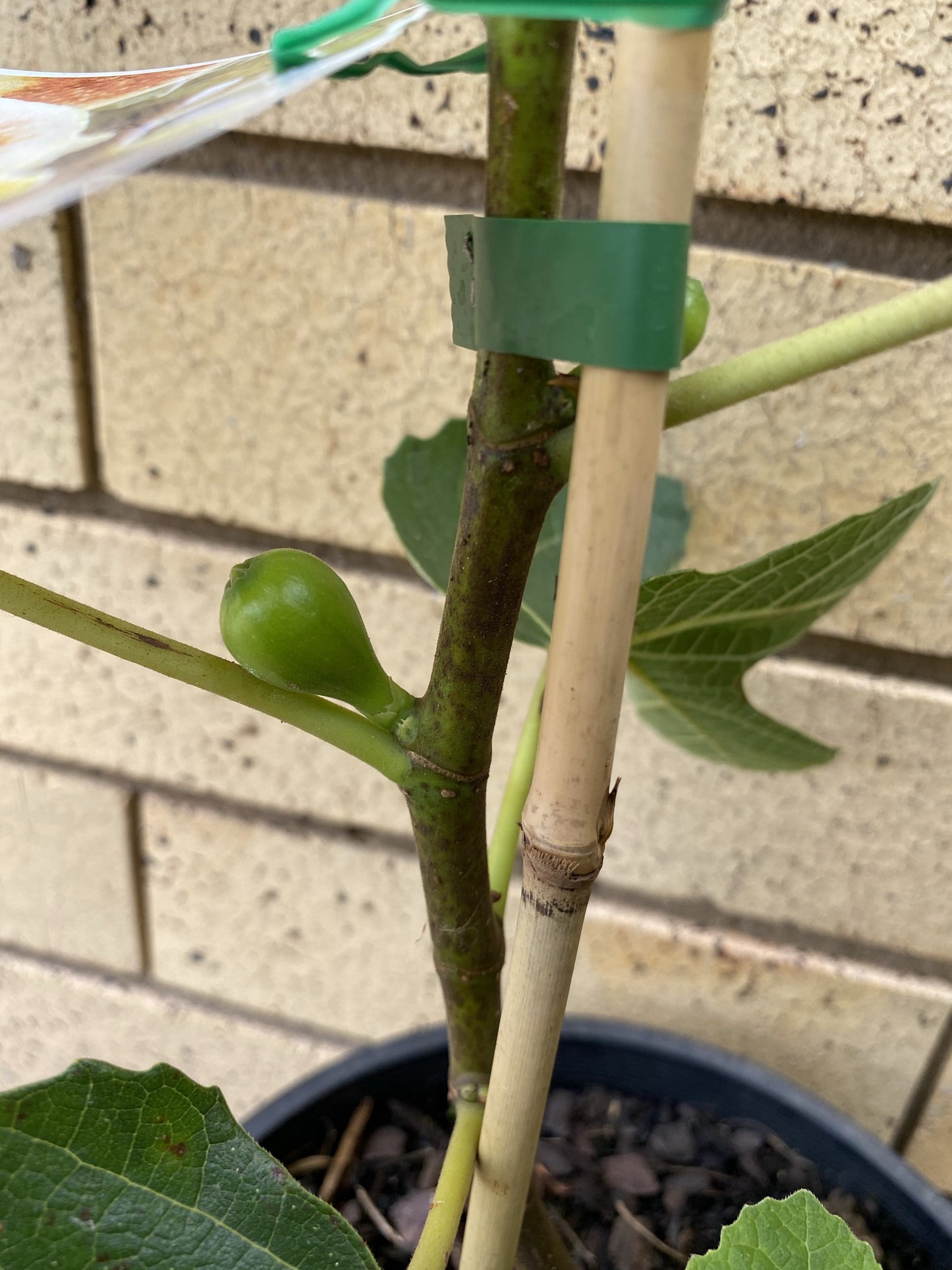 Fig - White Genoa