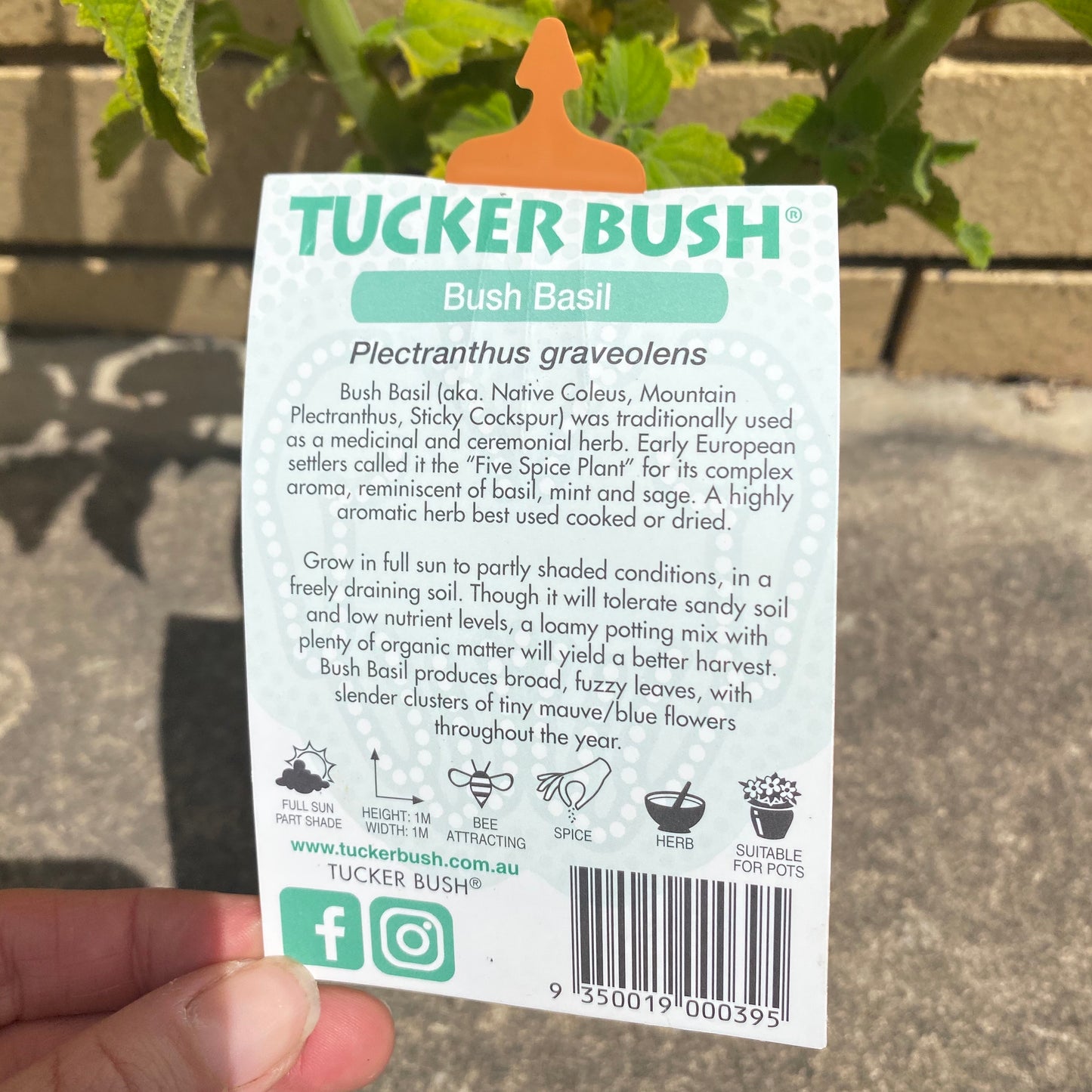 Bush Basil