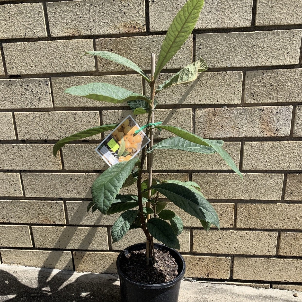 Loquat