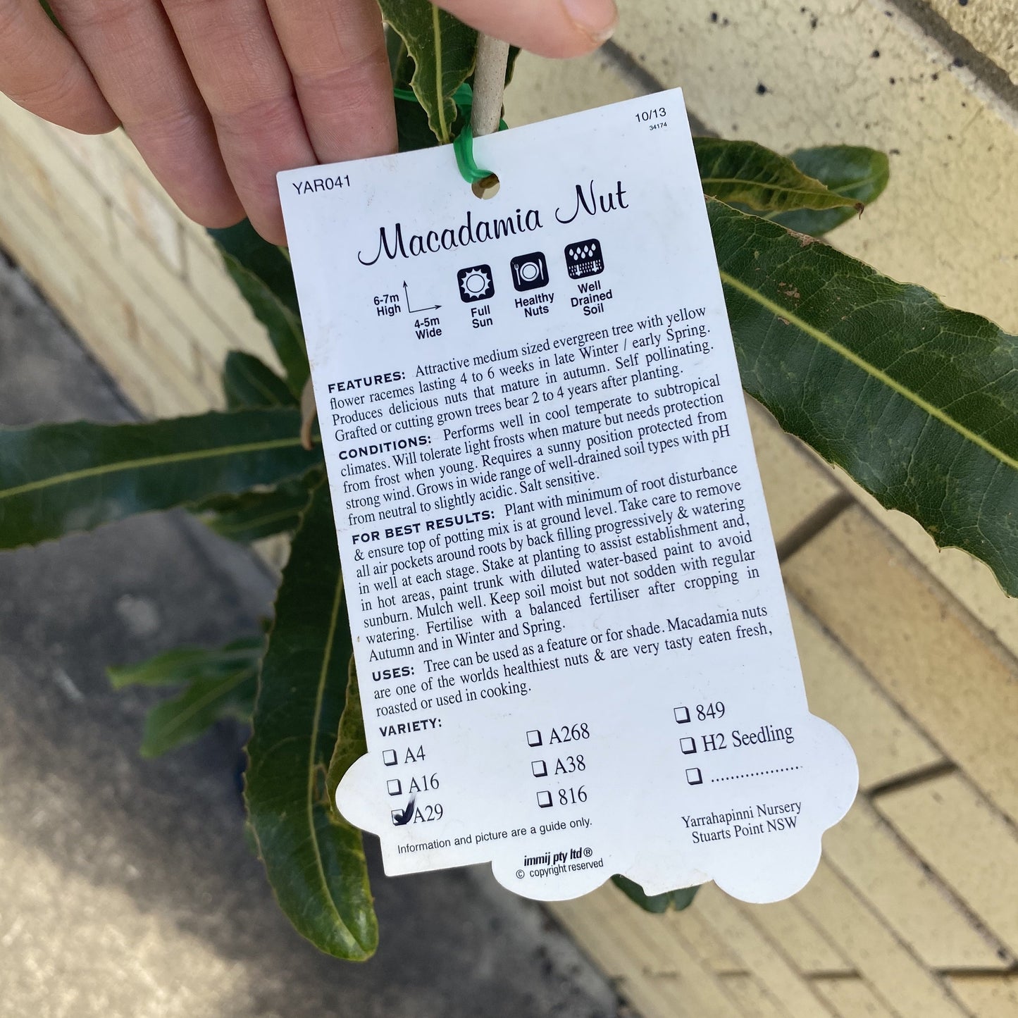 Macadamia Nut - grafted