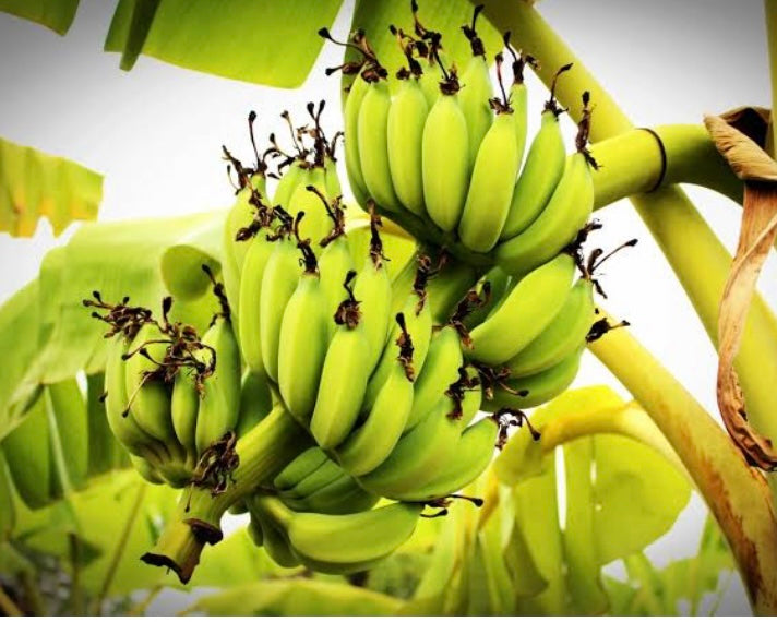 Banana - French Plantain QLD ONLY