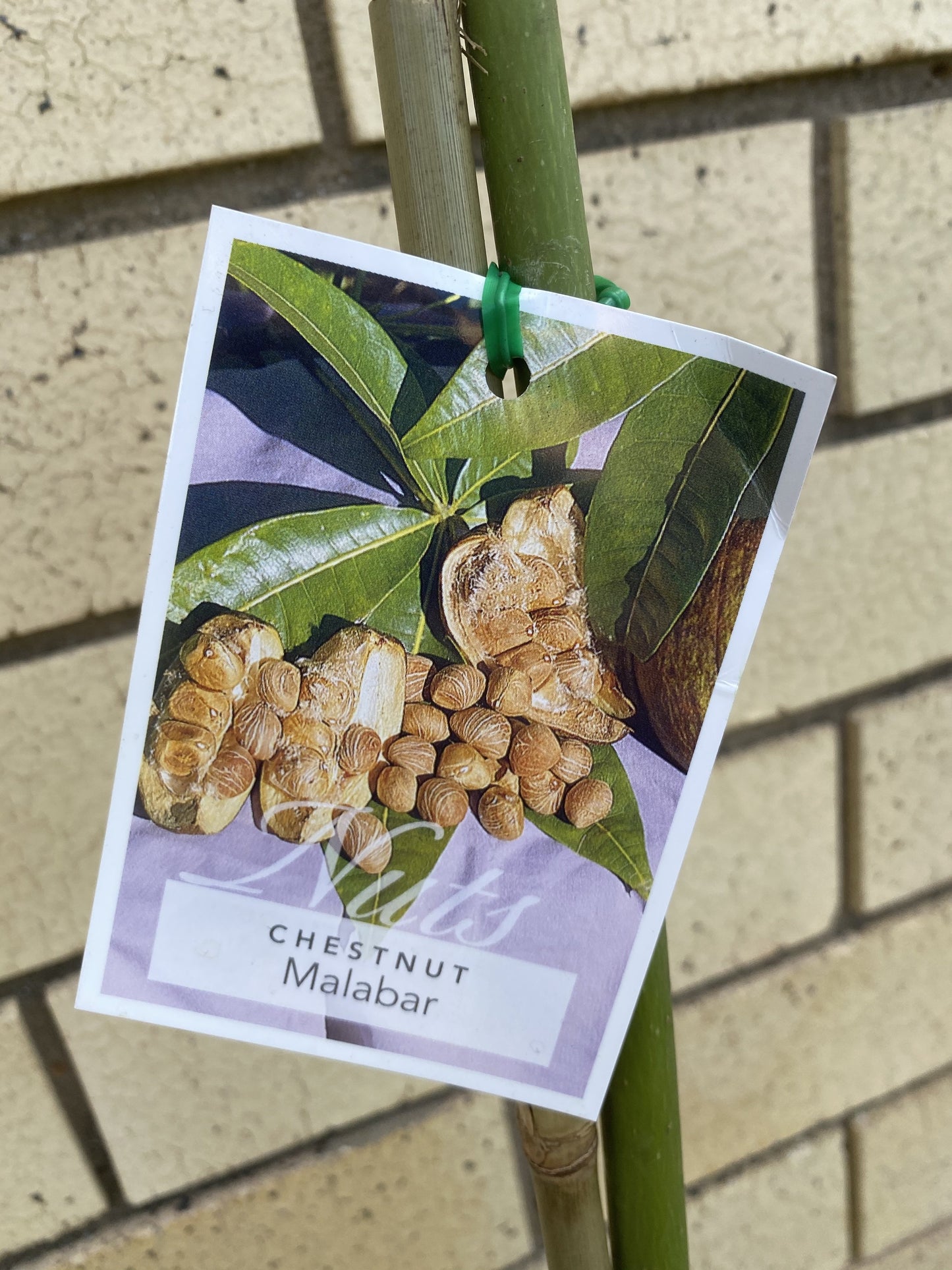 Malabar Chestnut / Saba Nut