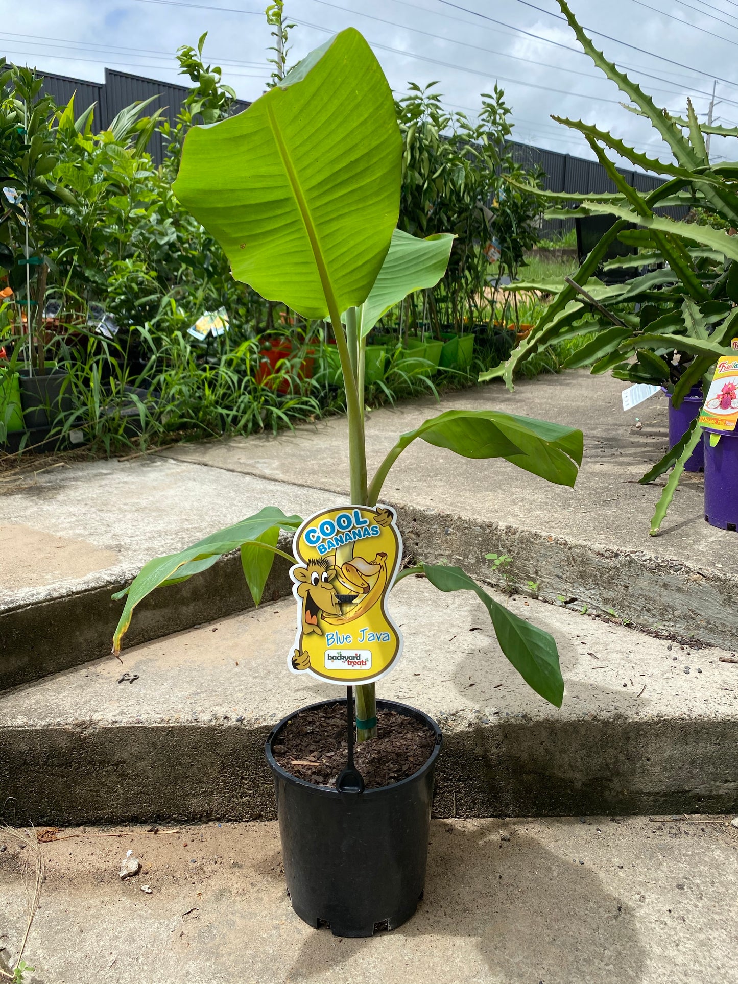 Banana - Blue Java: RESTRICTED TO S.E. QLD