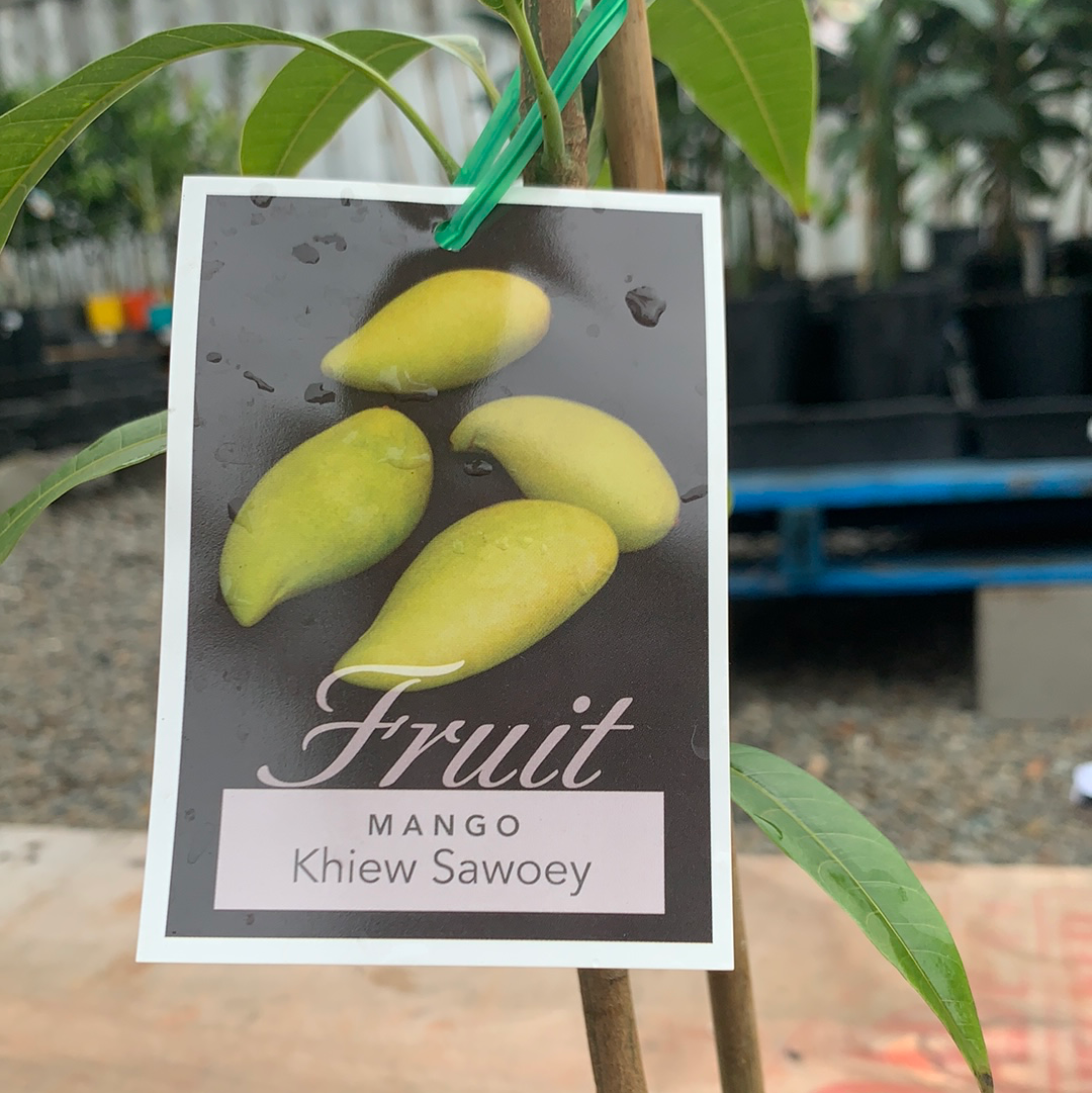 Mango - Khiew Sawoey