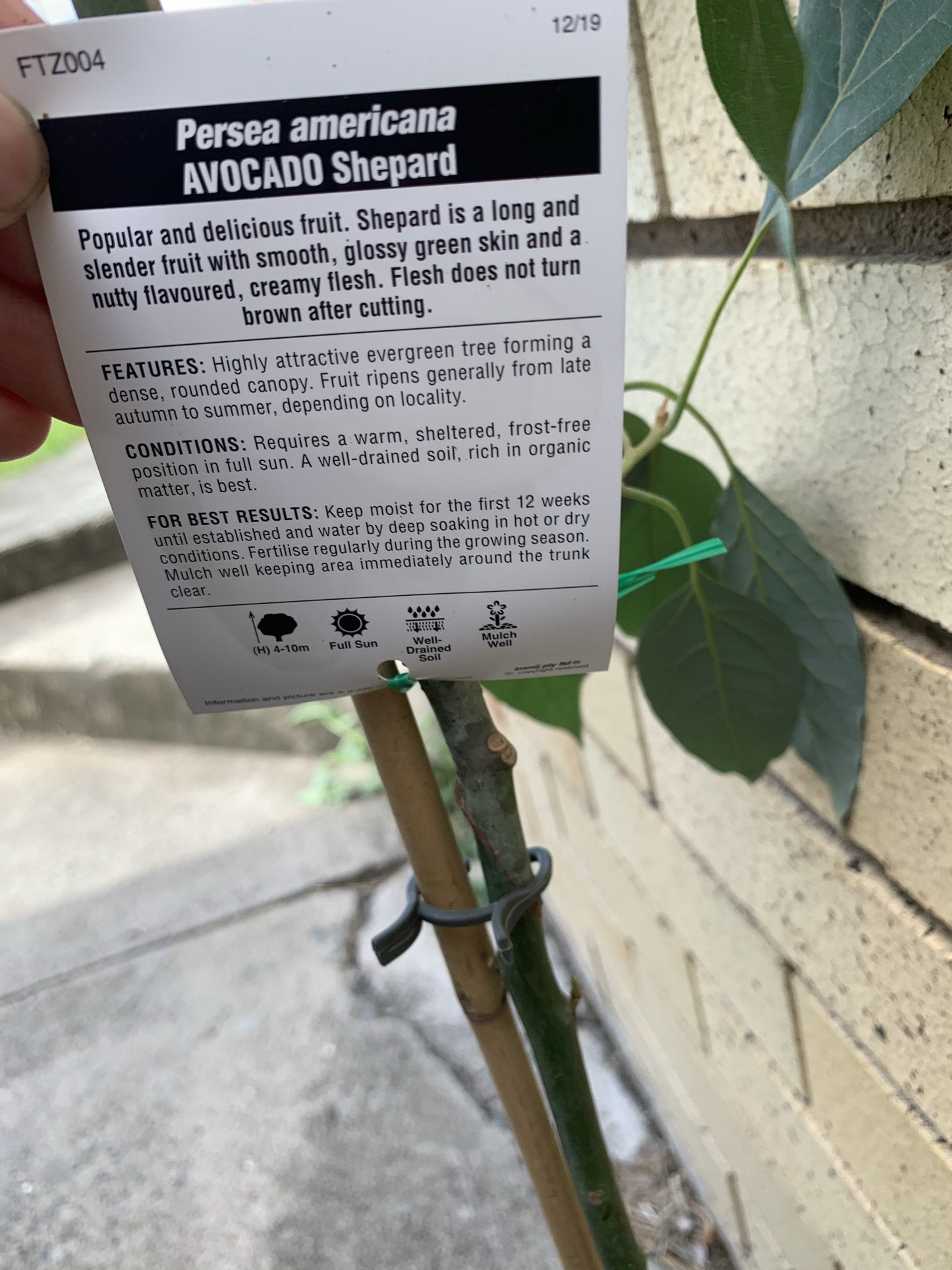 Avocado - Shepard SMALL (Type B)