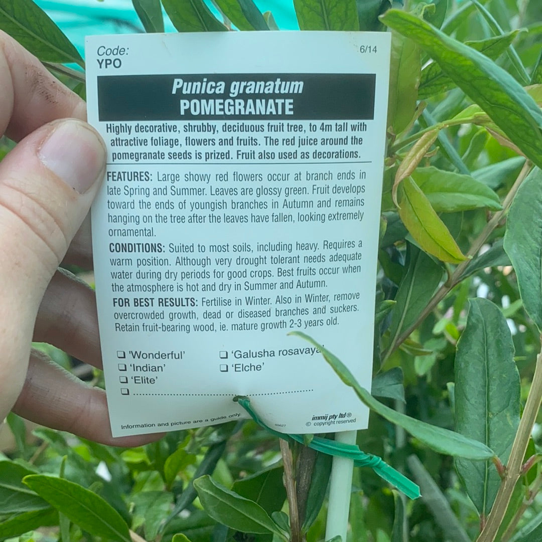 Pomegranate - Wonderful (Small)