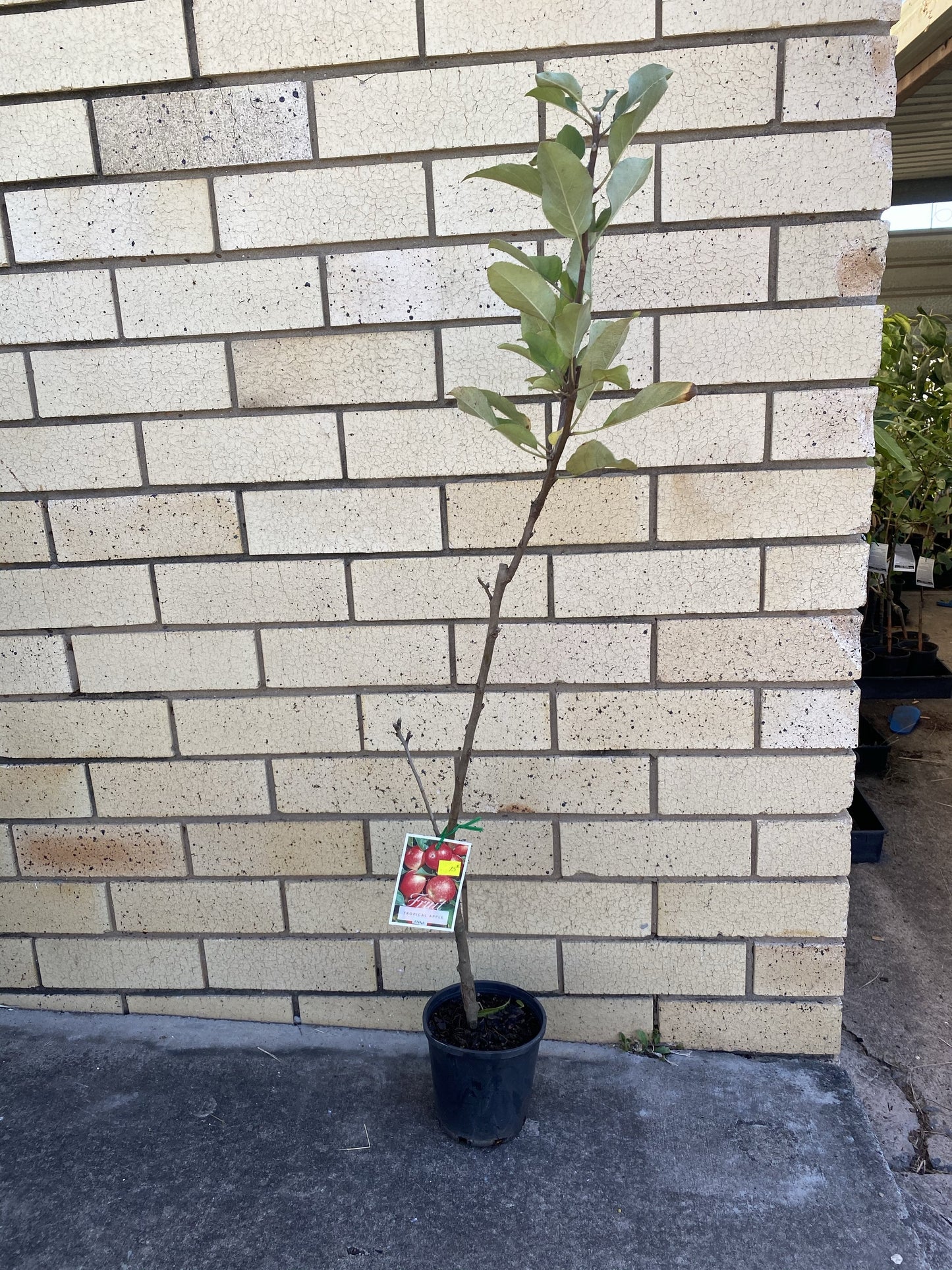 Dwarf Apple - Tropic Anna