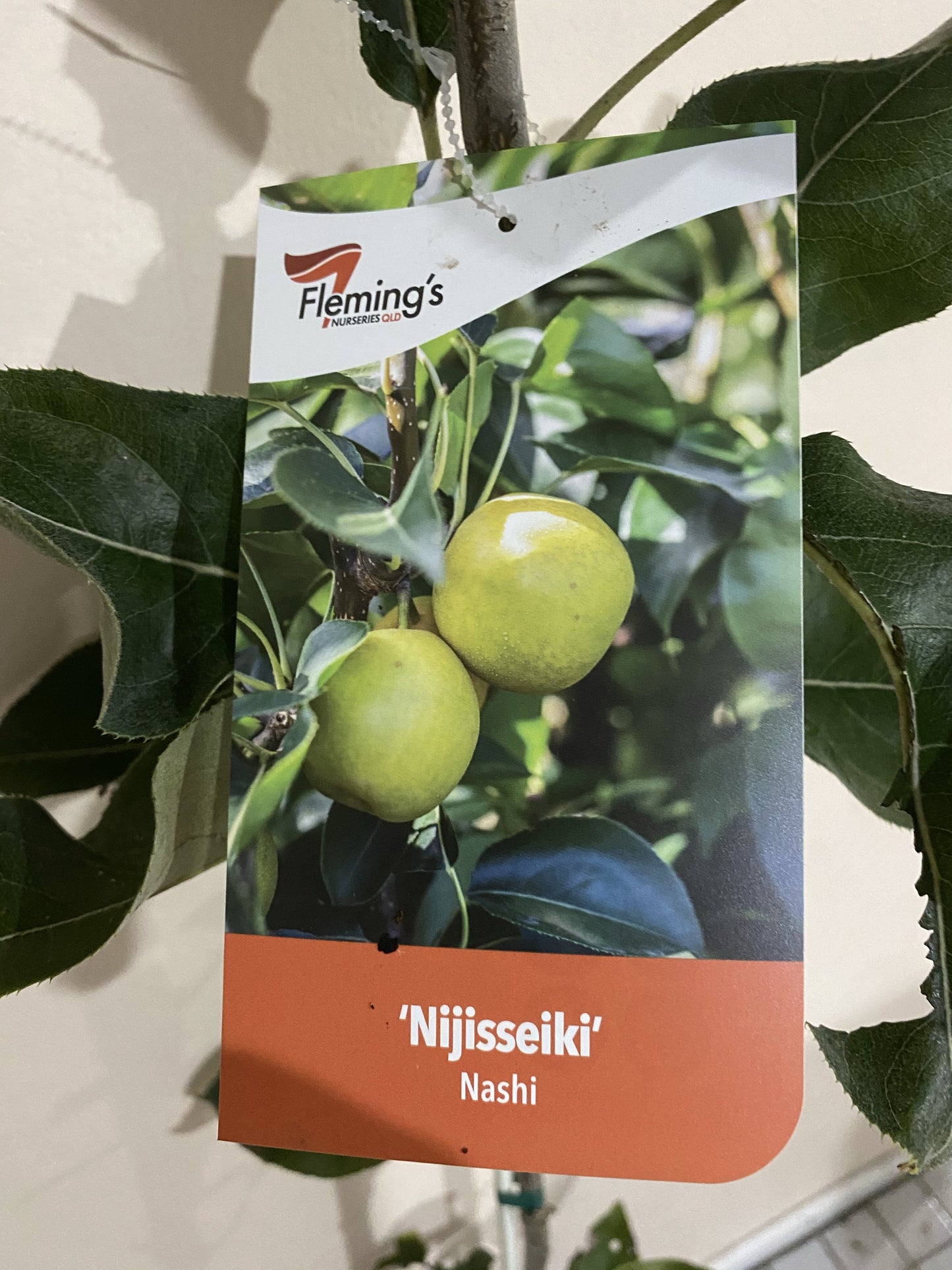 Nashi Pear - Nijiseikki