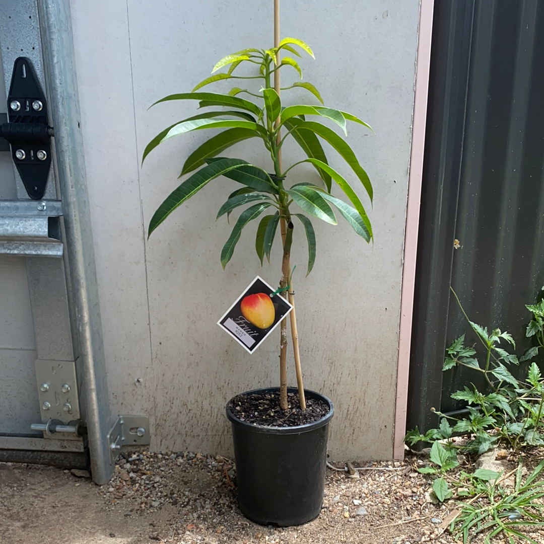 Mango - R2e2