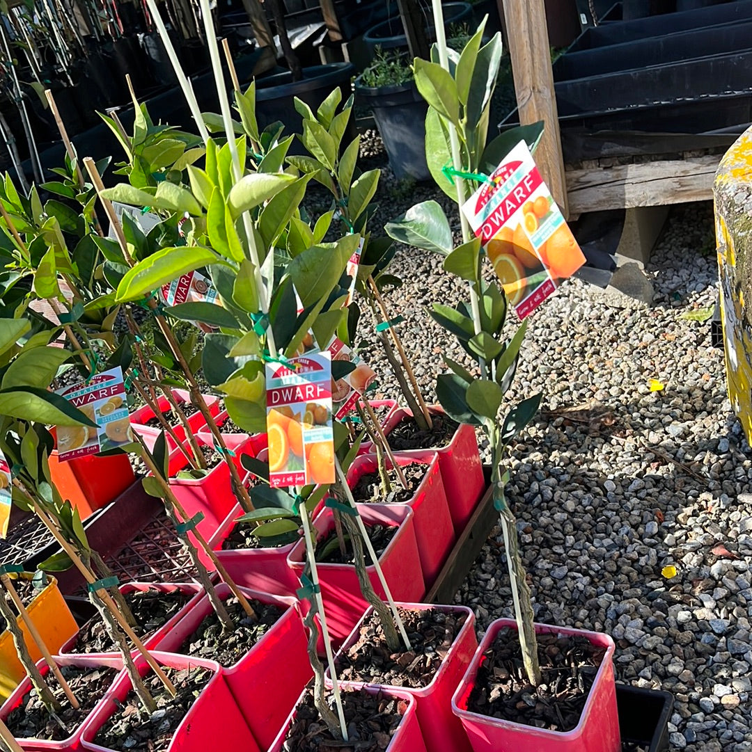 Dwarf Orange - Washington Navel: RESTRICTED TO QLD