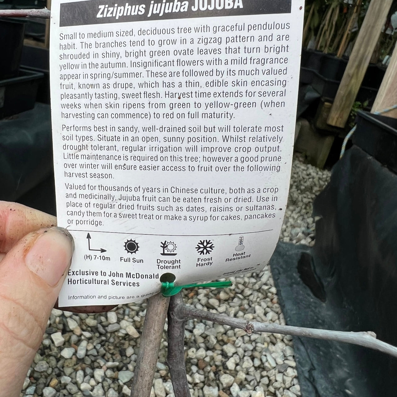 Jujube - Lang (small)