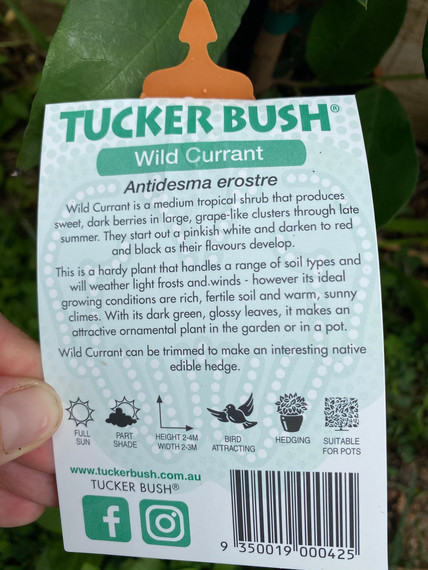 Wild Currant