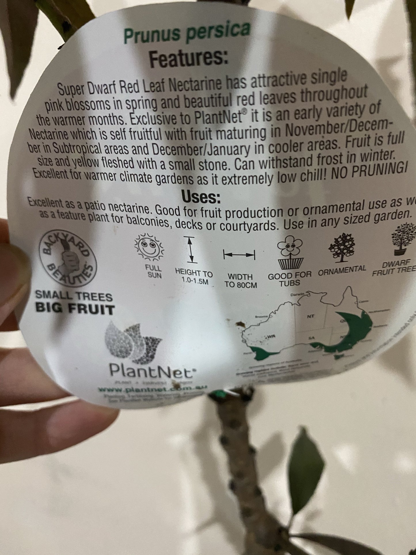 Super Dwarf Nectarine