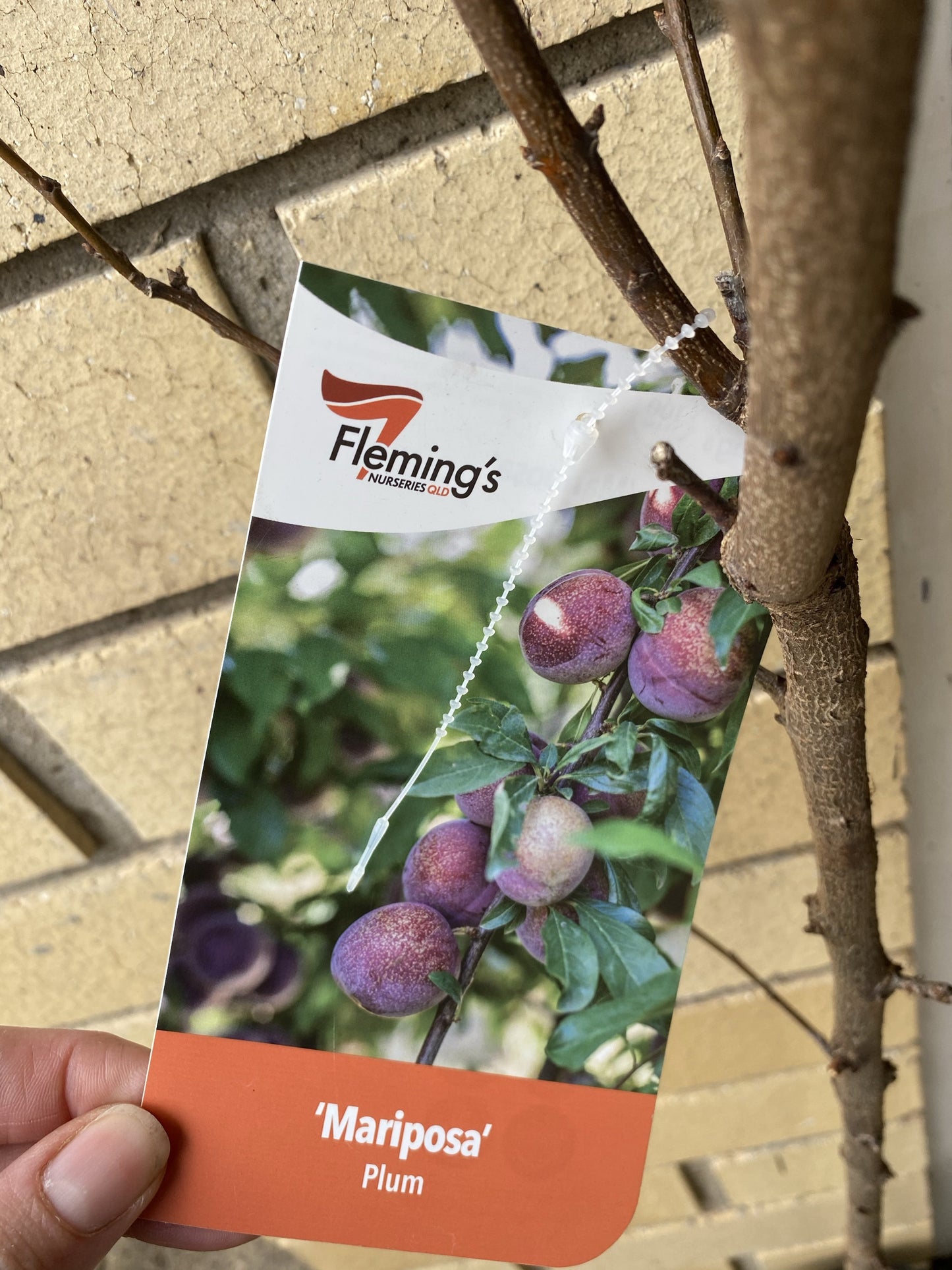 Blood Plum - Mariposa