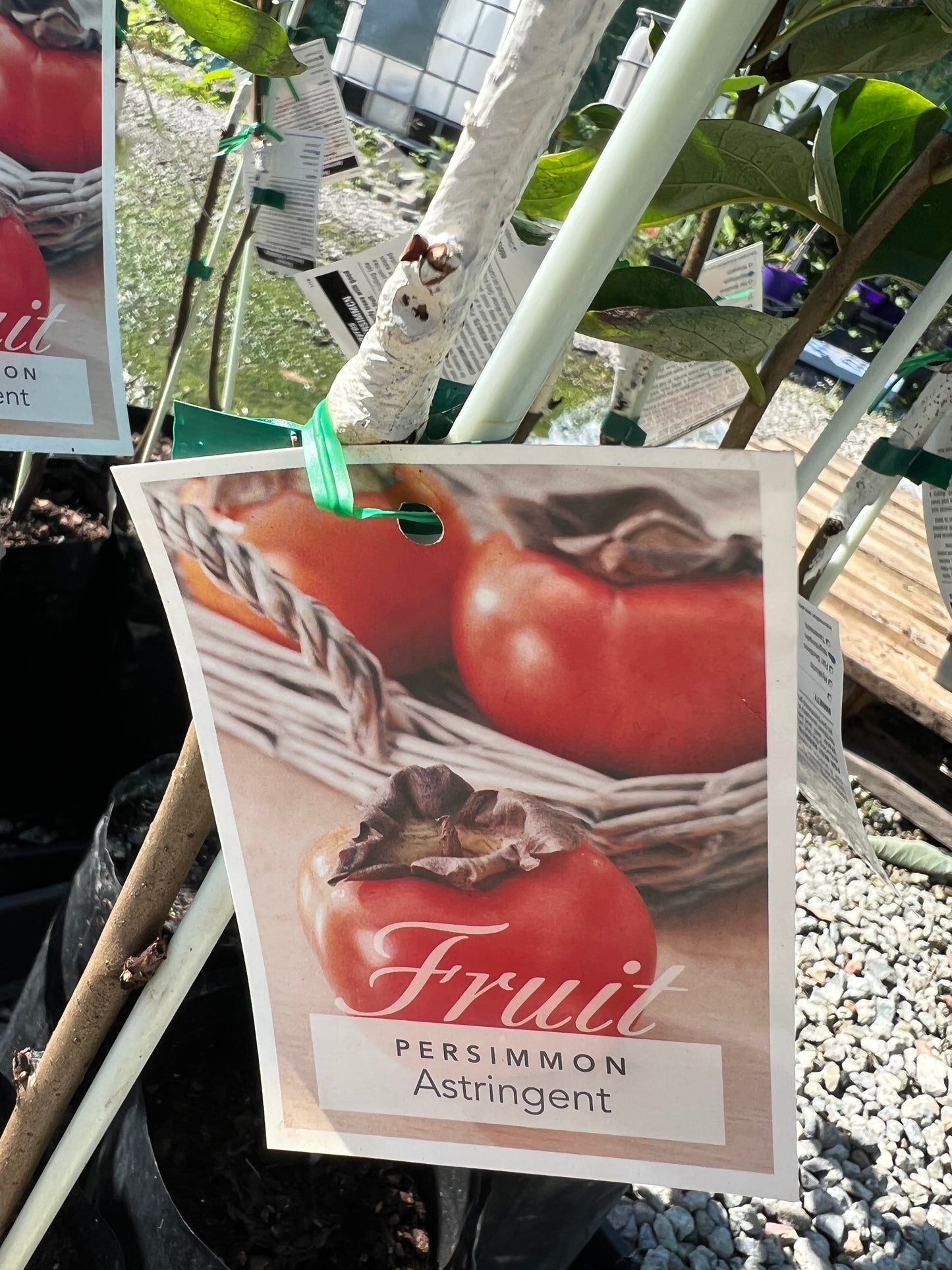 Persimmon - Nightingale