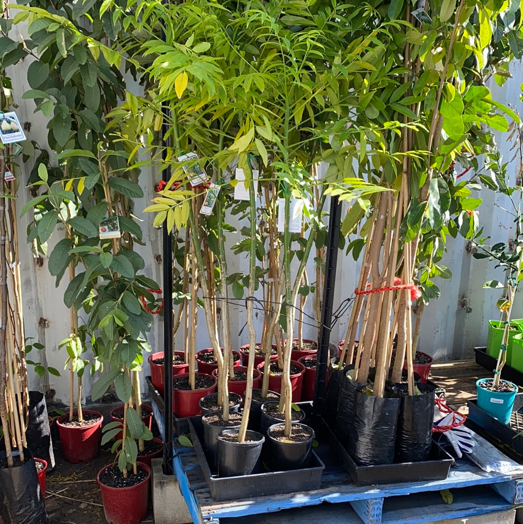 Hog Plum / Ambarella