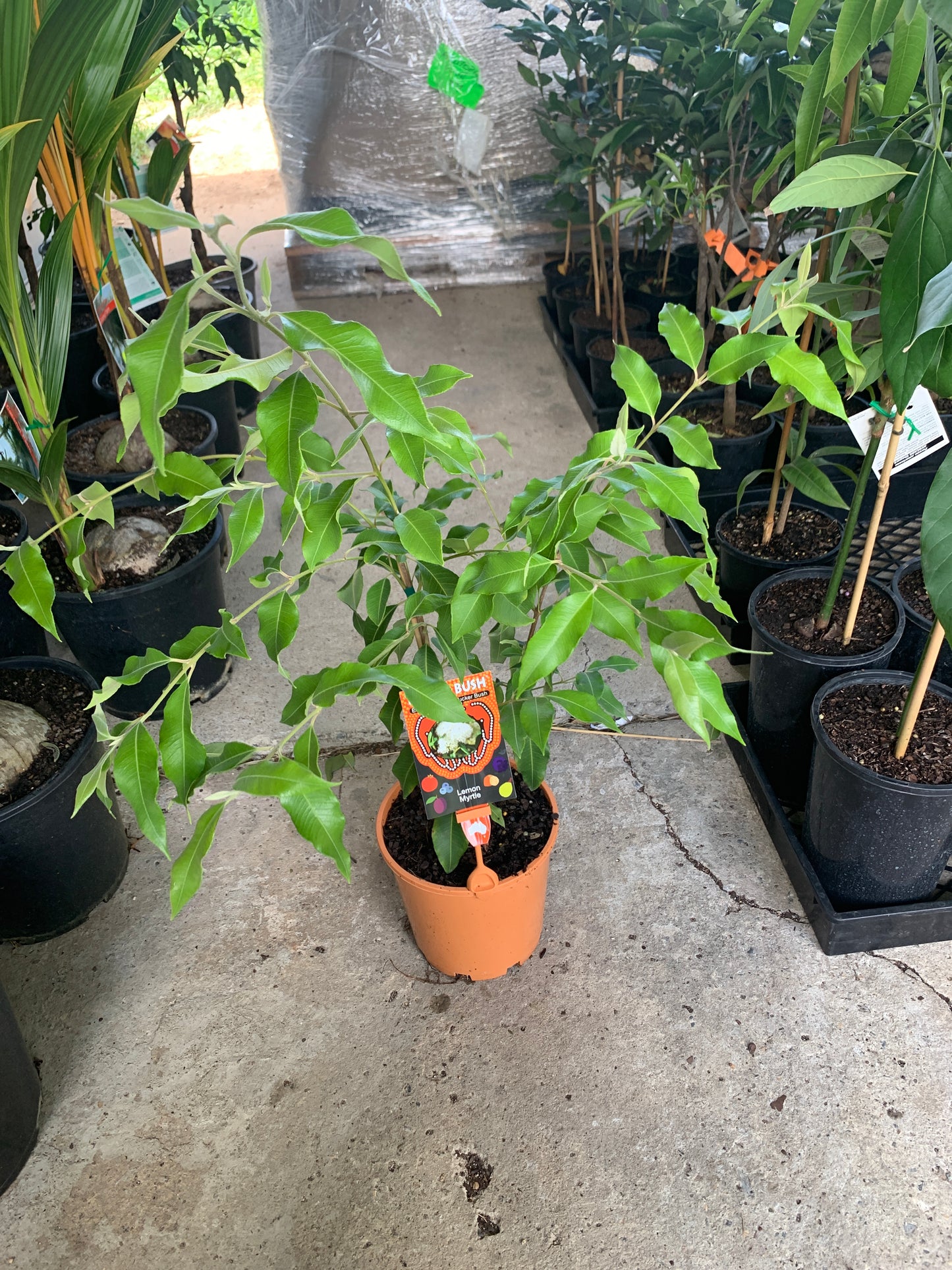 Lemon Myrtle