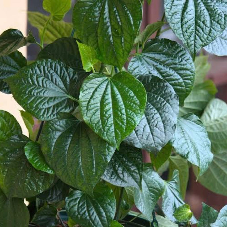 Betel Leaf