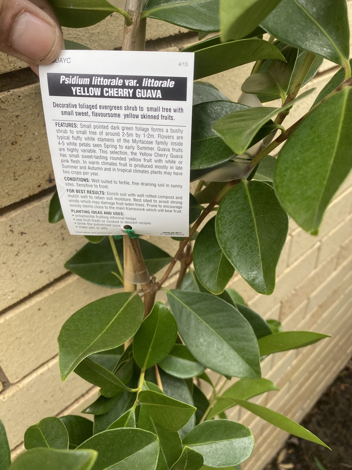 Yellow Cherry Guava - Large