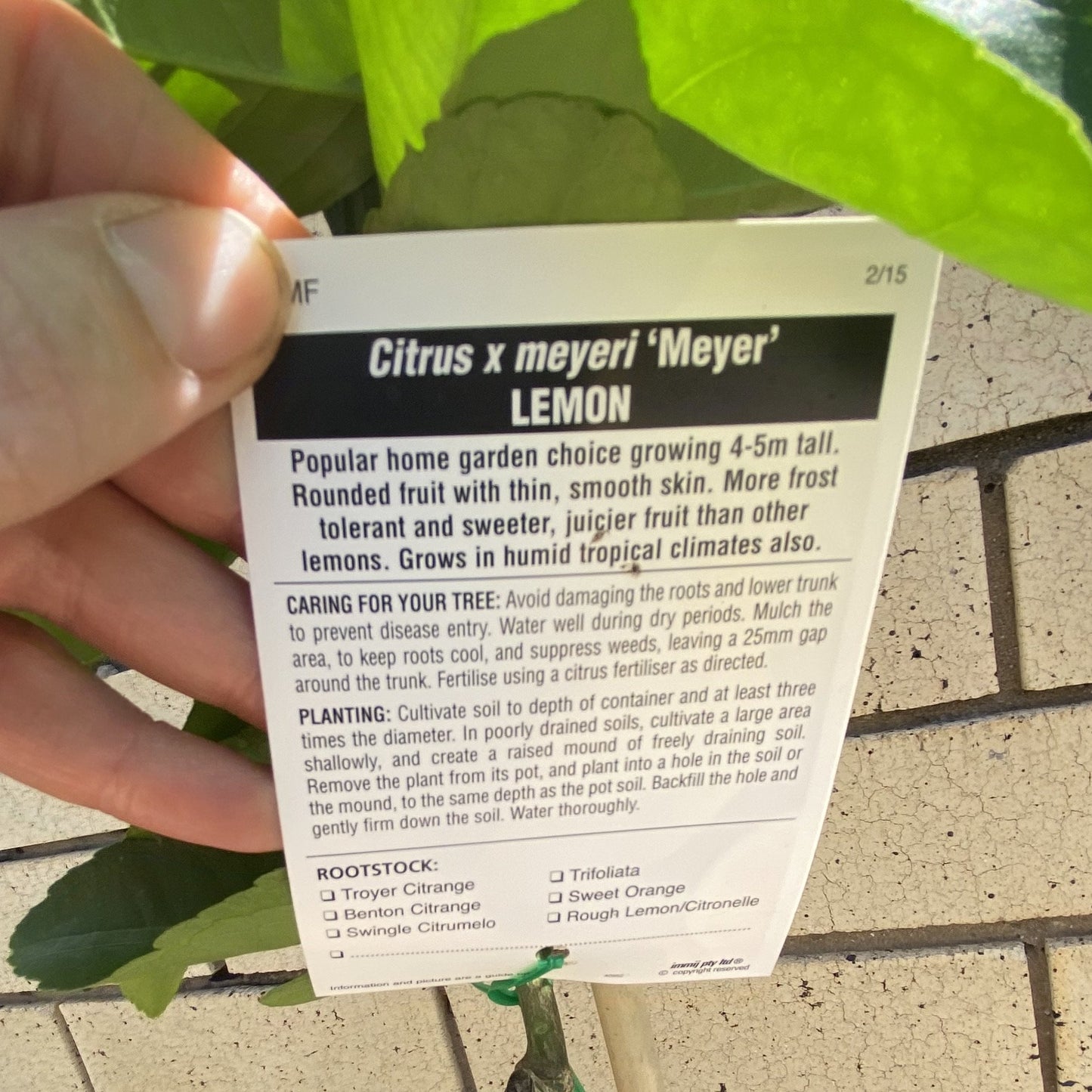 Lemon - Meyer