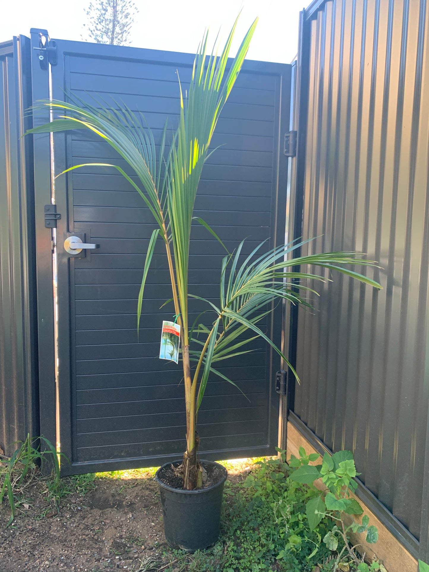 Green coconut palm