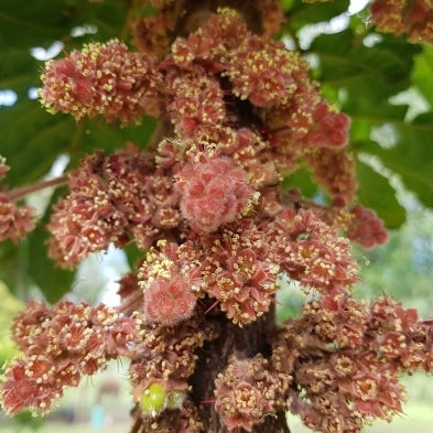 Davidson’s Plum NSW