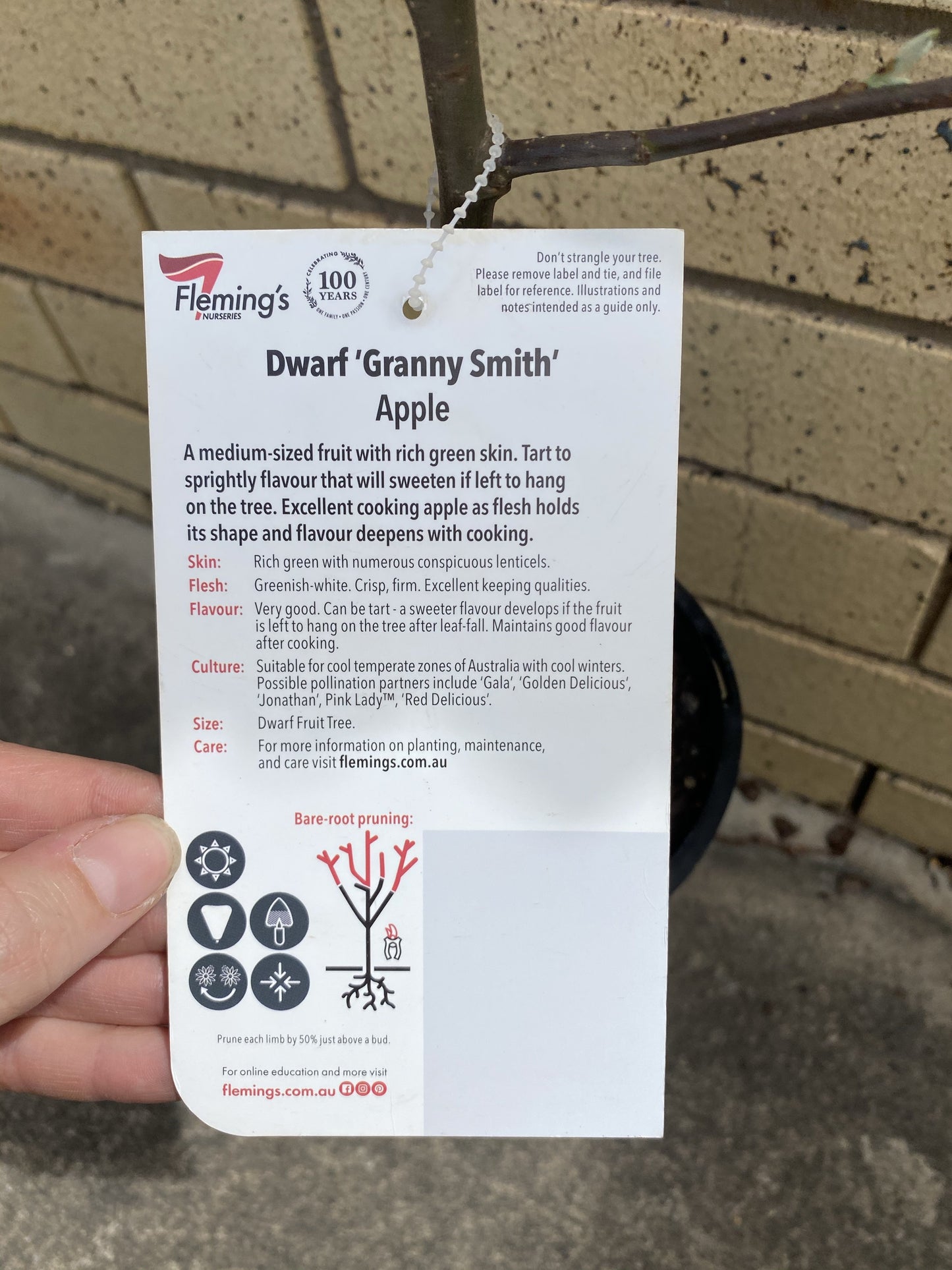 Apple - Dwarf Granny Smith