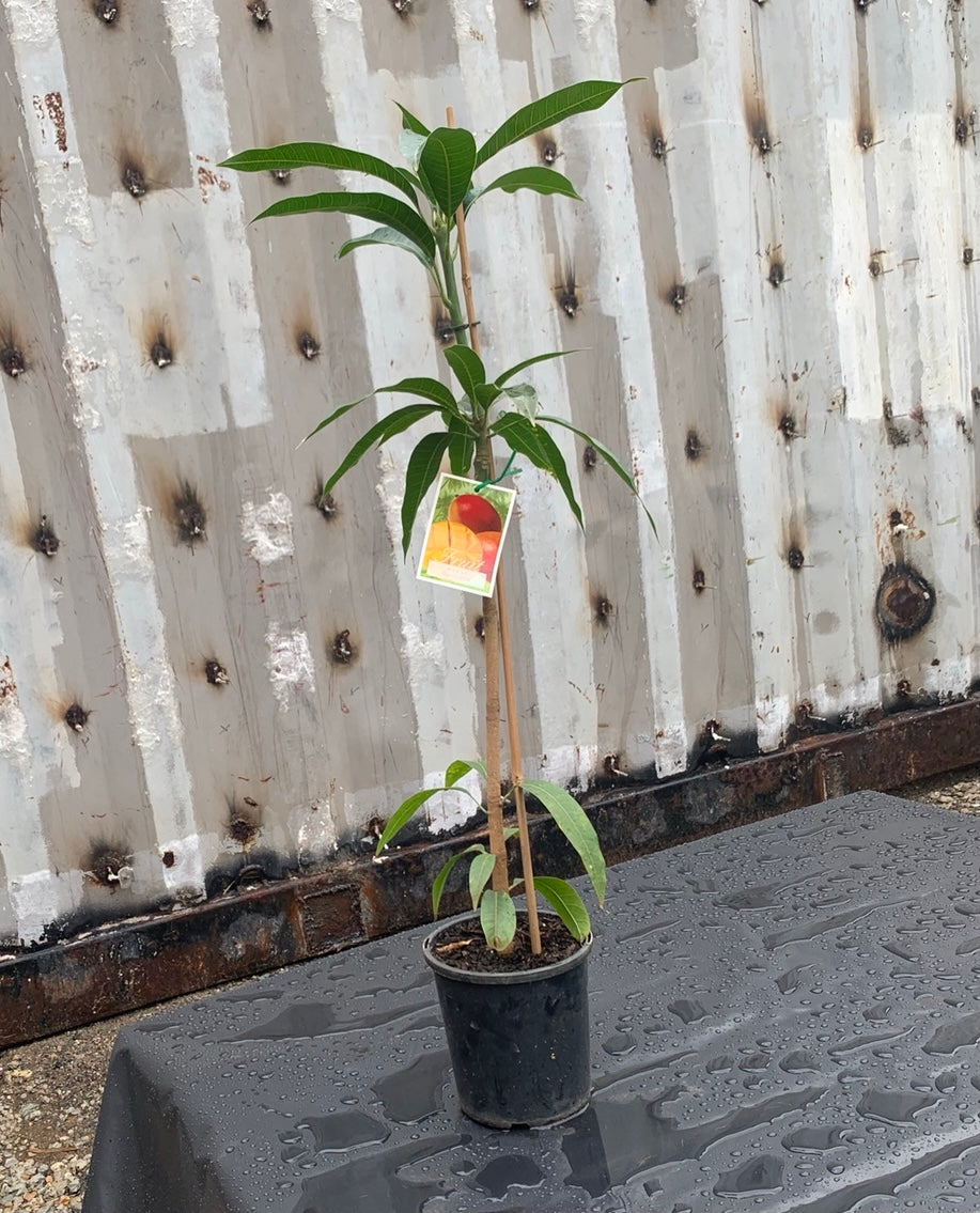 Mango - Bambaroo