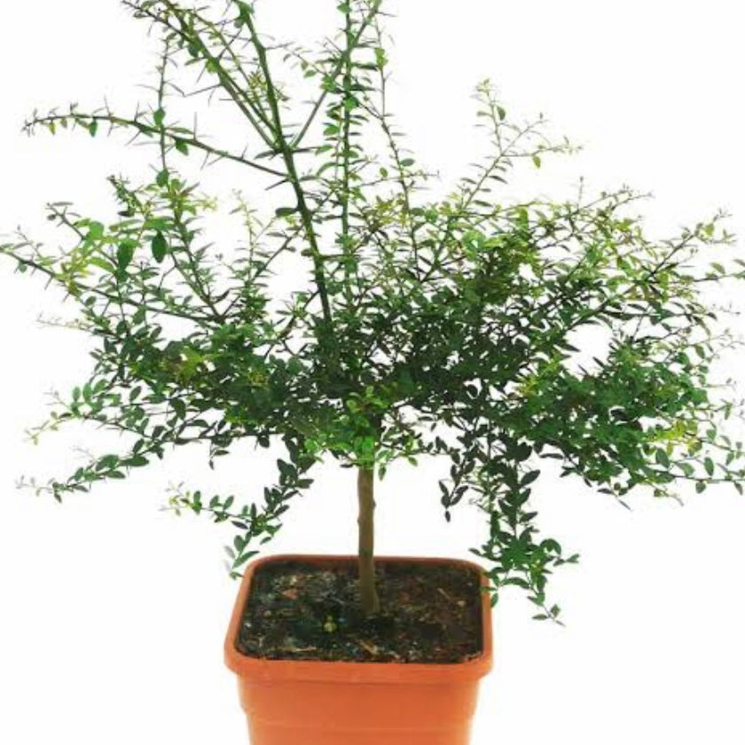 Finger Lime - Chartreuse RESTRICTED TO QLD