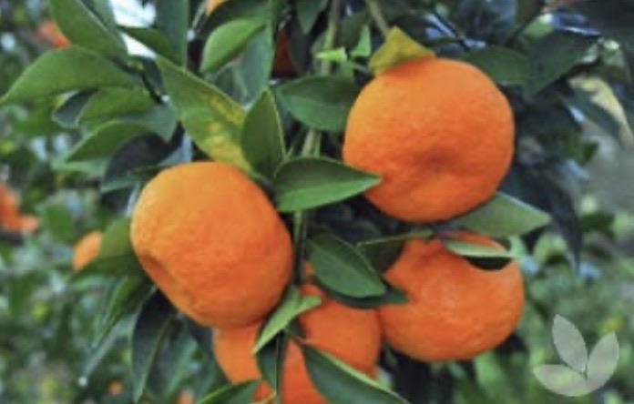 Mandarin - Emperor: QLD ONLY