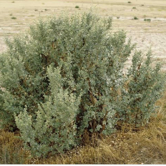 Old Man Salt Bush