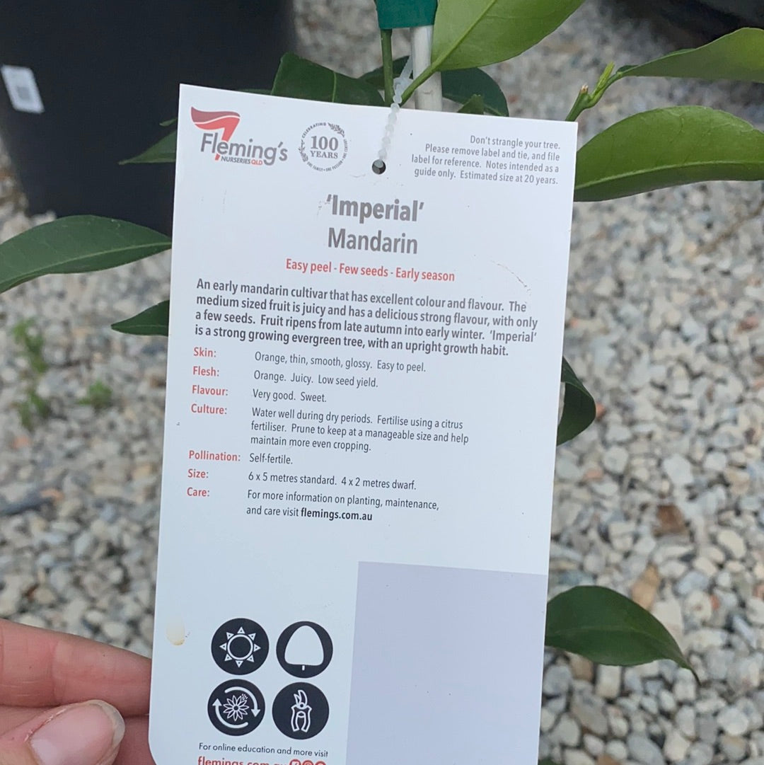 Mandarin - Imperial: RESTRICTED TO QLD