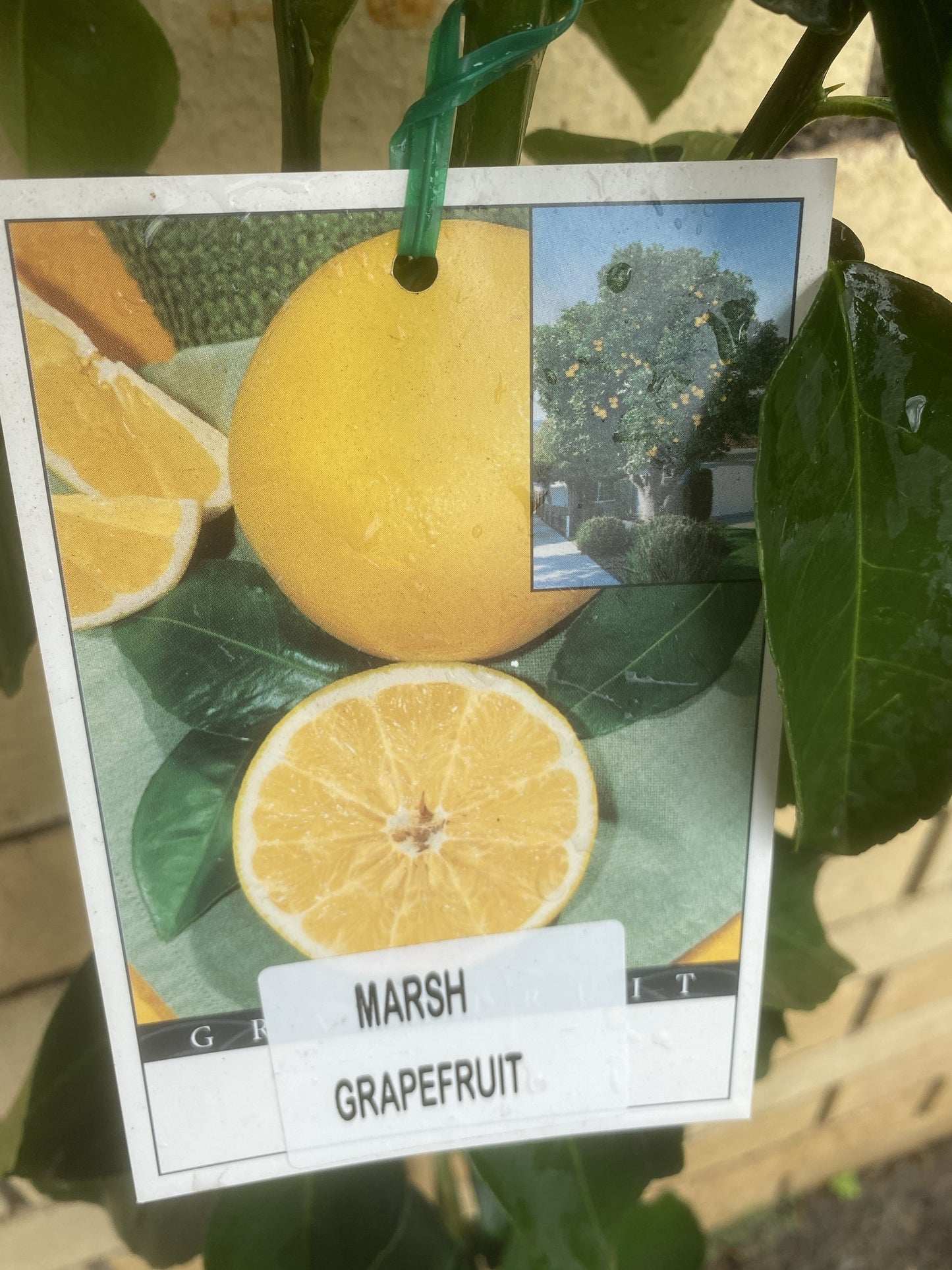 Grapefruit - Marsh: RESTRICTED TO QLD