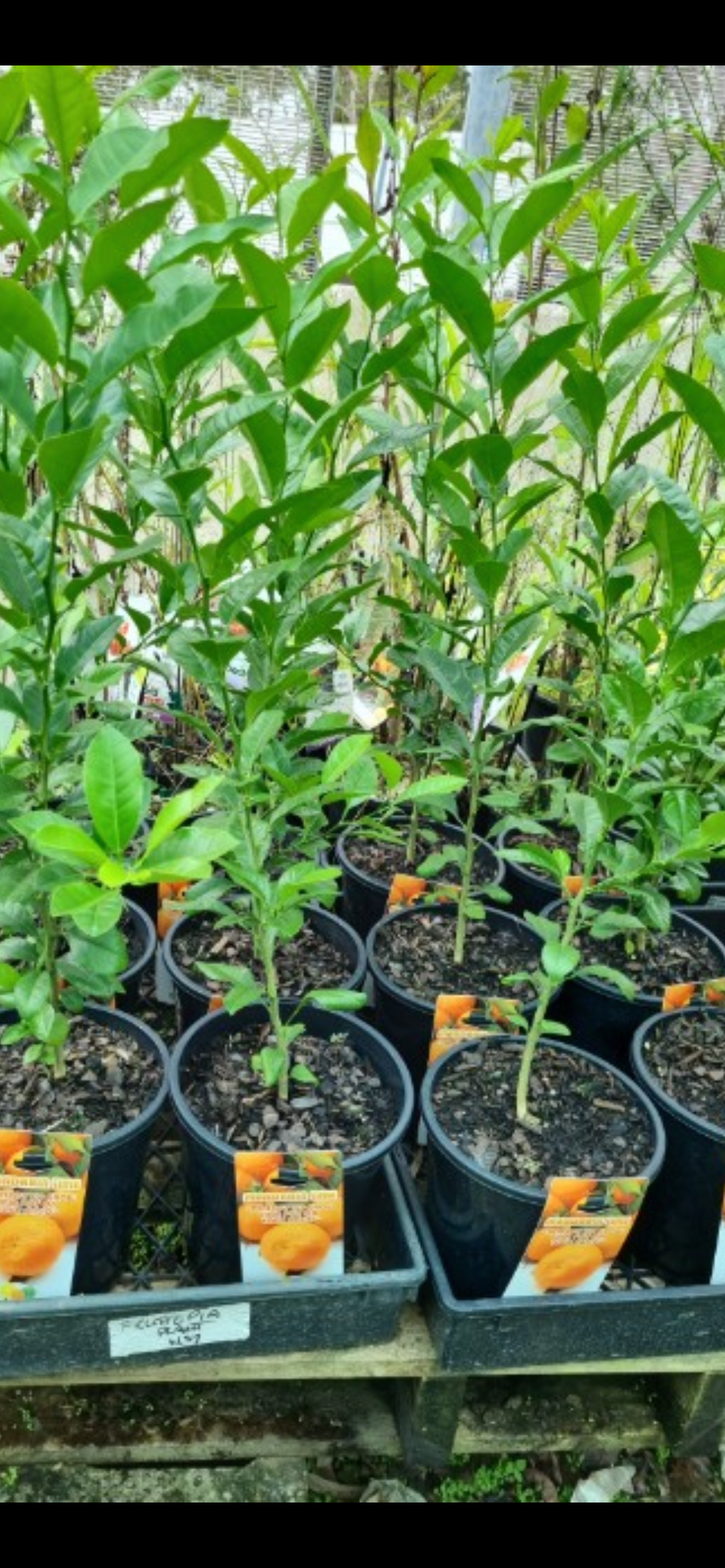 Rangpur Lime - RESTRICTED TO QLD