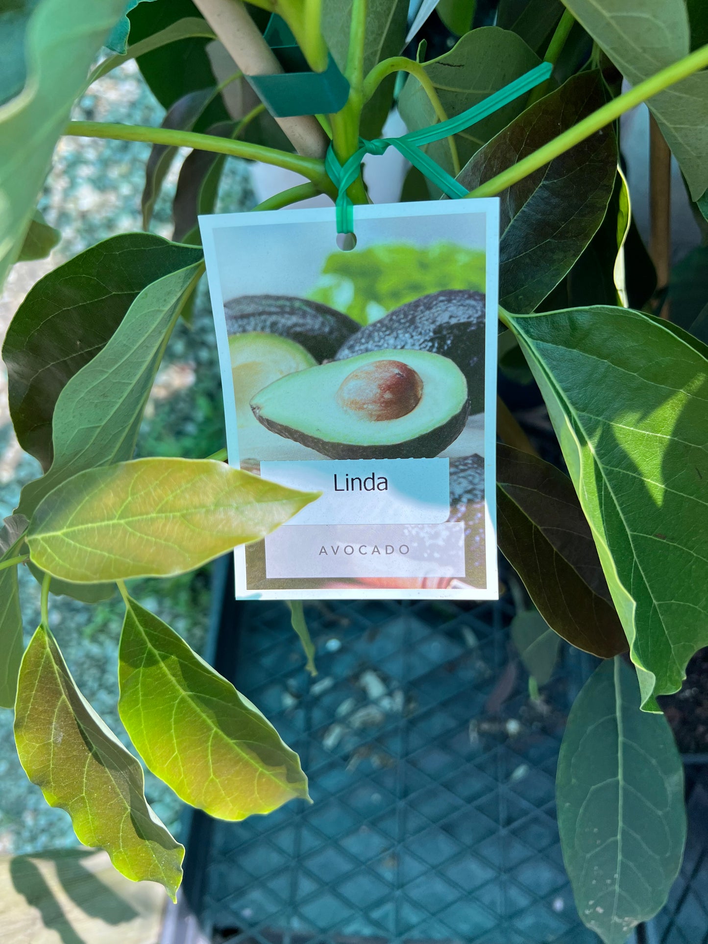 Avocado - Linda (Large)