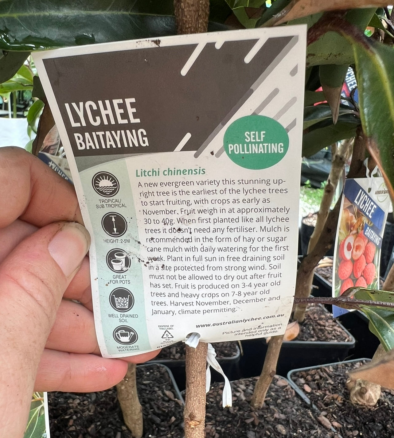 Semi Dwarf Lychee - Baitayang