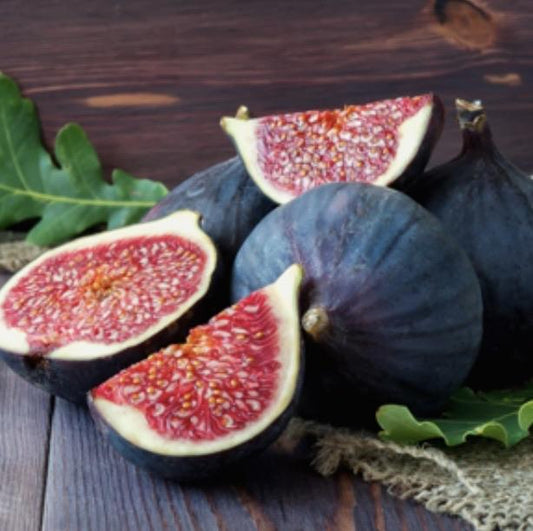 Fig - Black Genoa (Large)