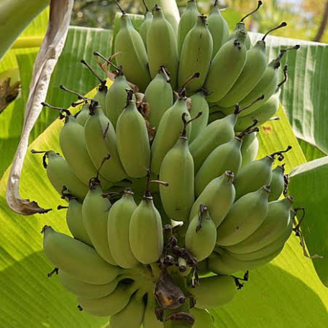 Dwarf Duccase / Sugar Banana RESTRICTED TO SE QLD BANANA REGION