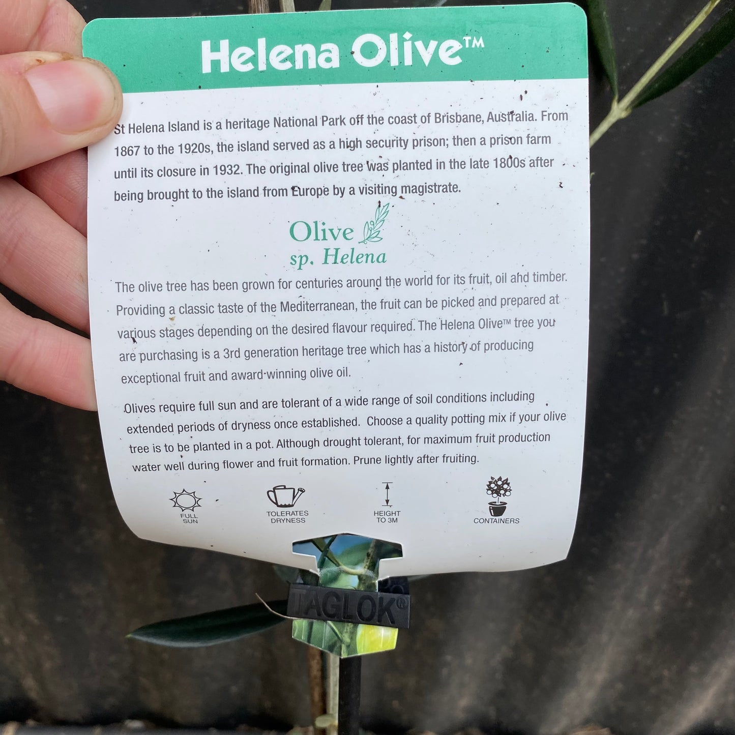 Olive - Helena