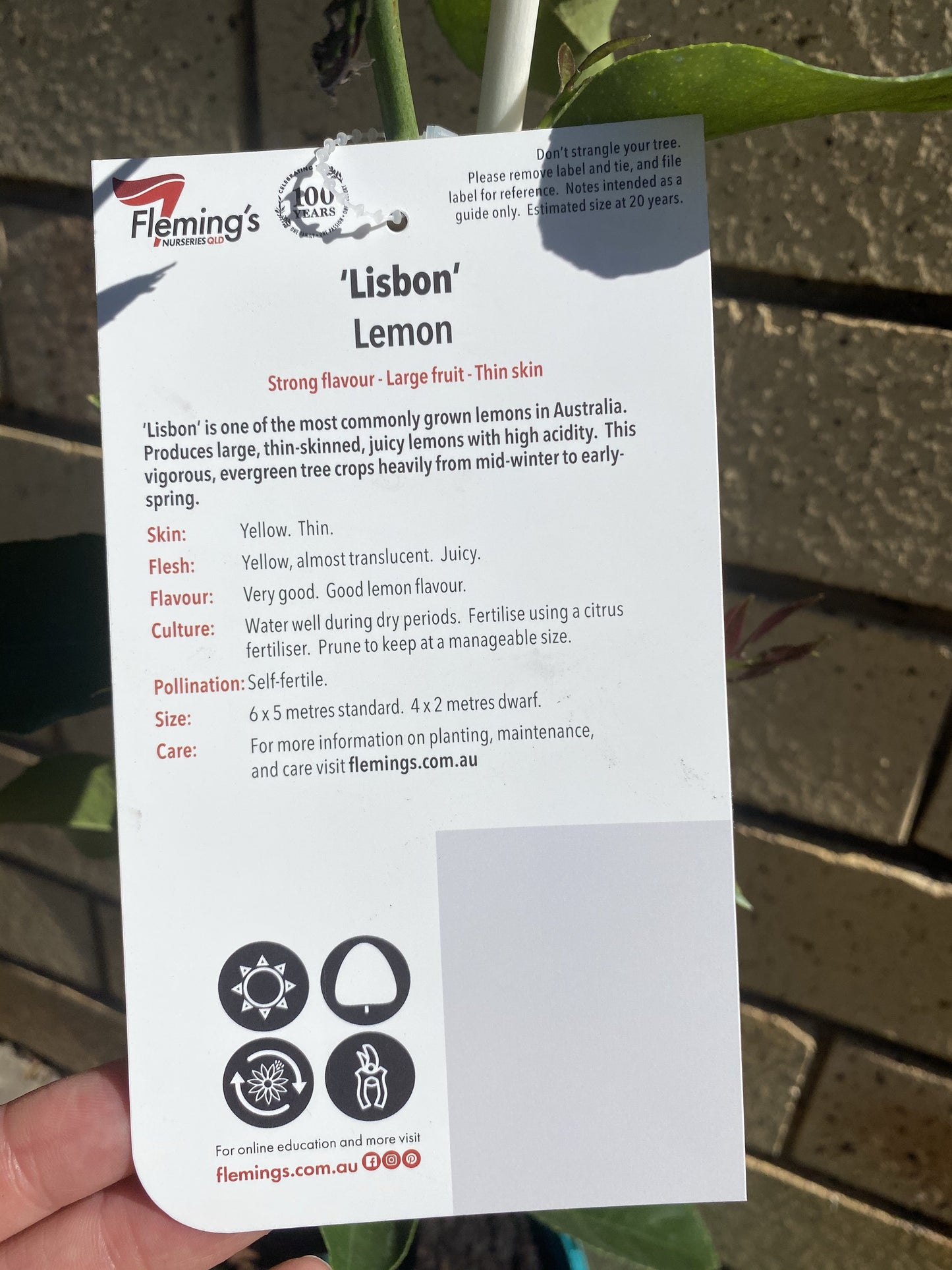 Lemon - Lisbon Small: RESTRICTED TO QLD