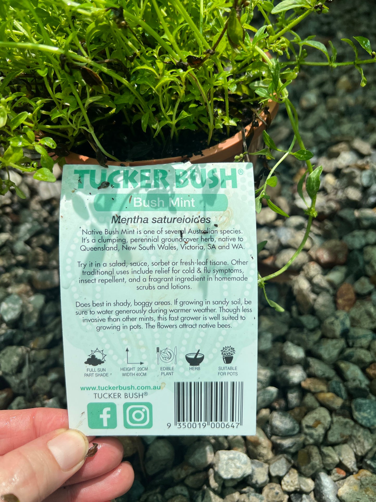 Bush Mint