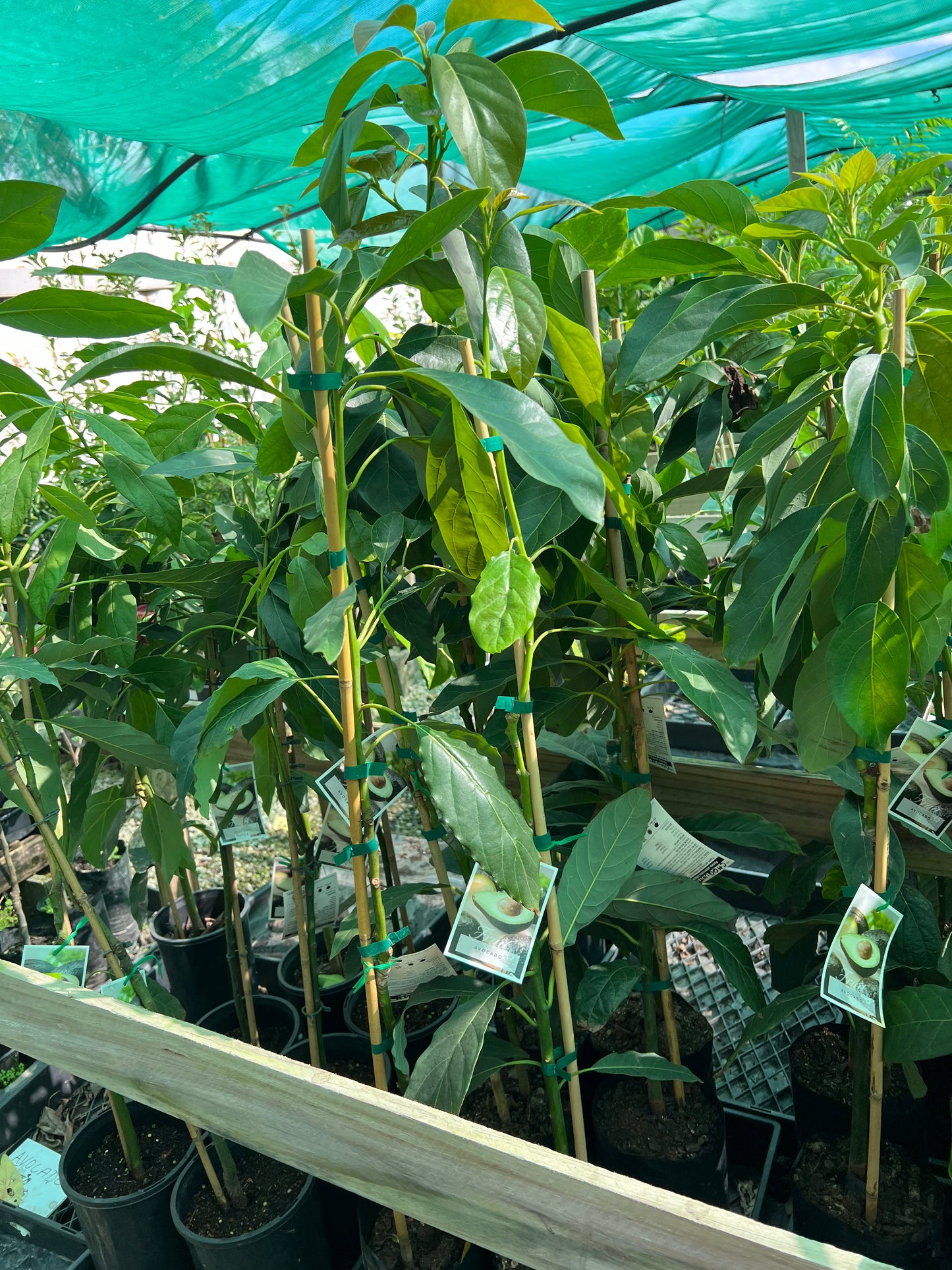 Avocado - Choquette (Type A)