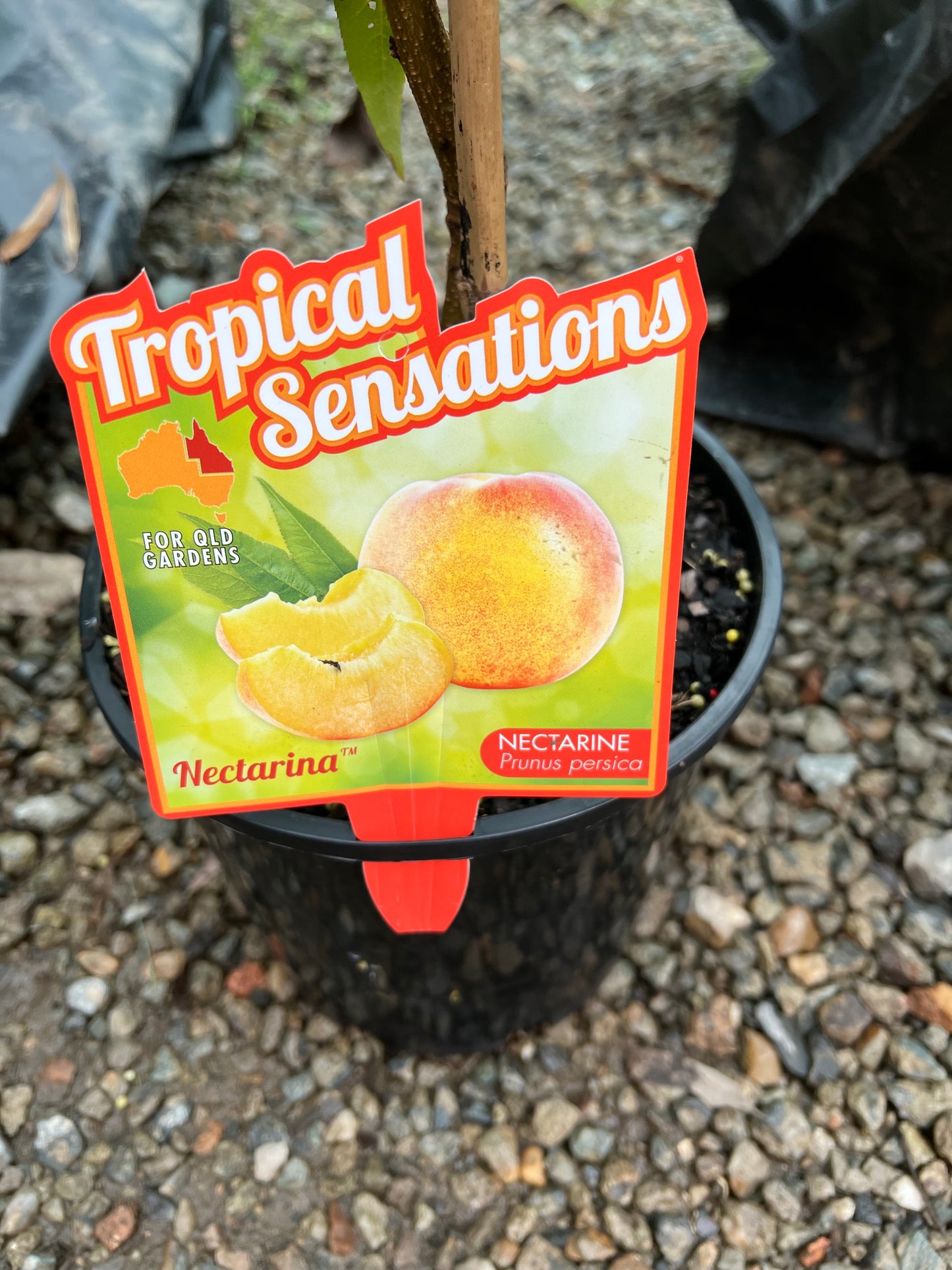 Nectarine - Nectarina