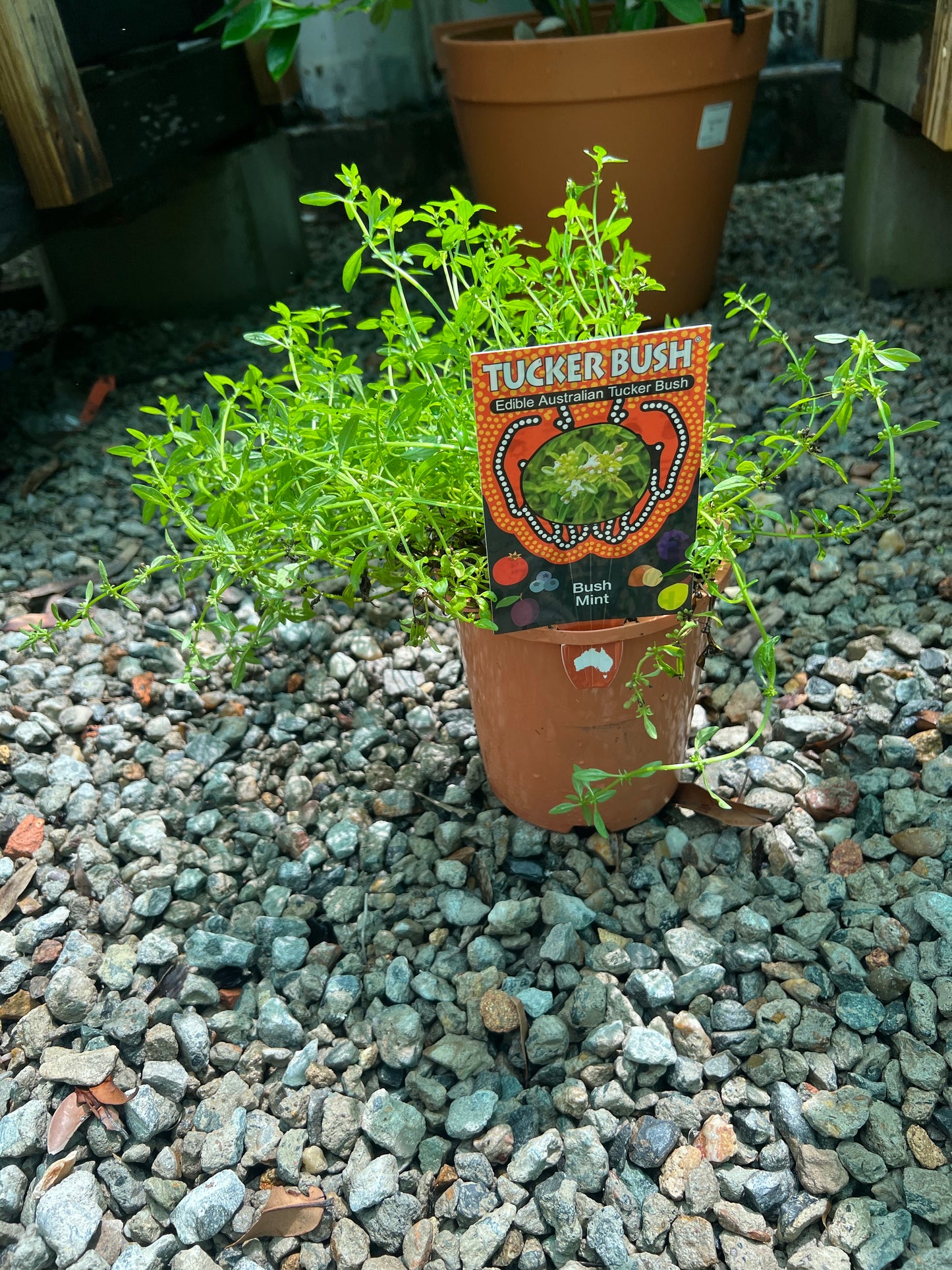 Bush Mint
