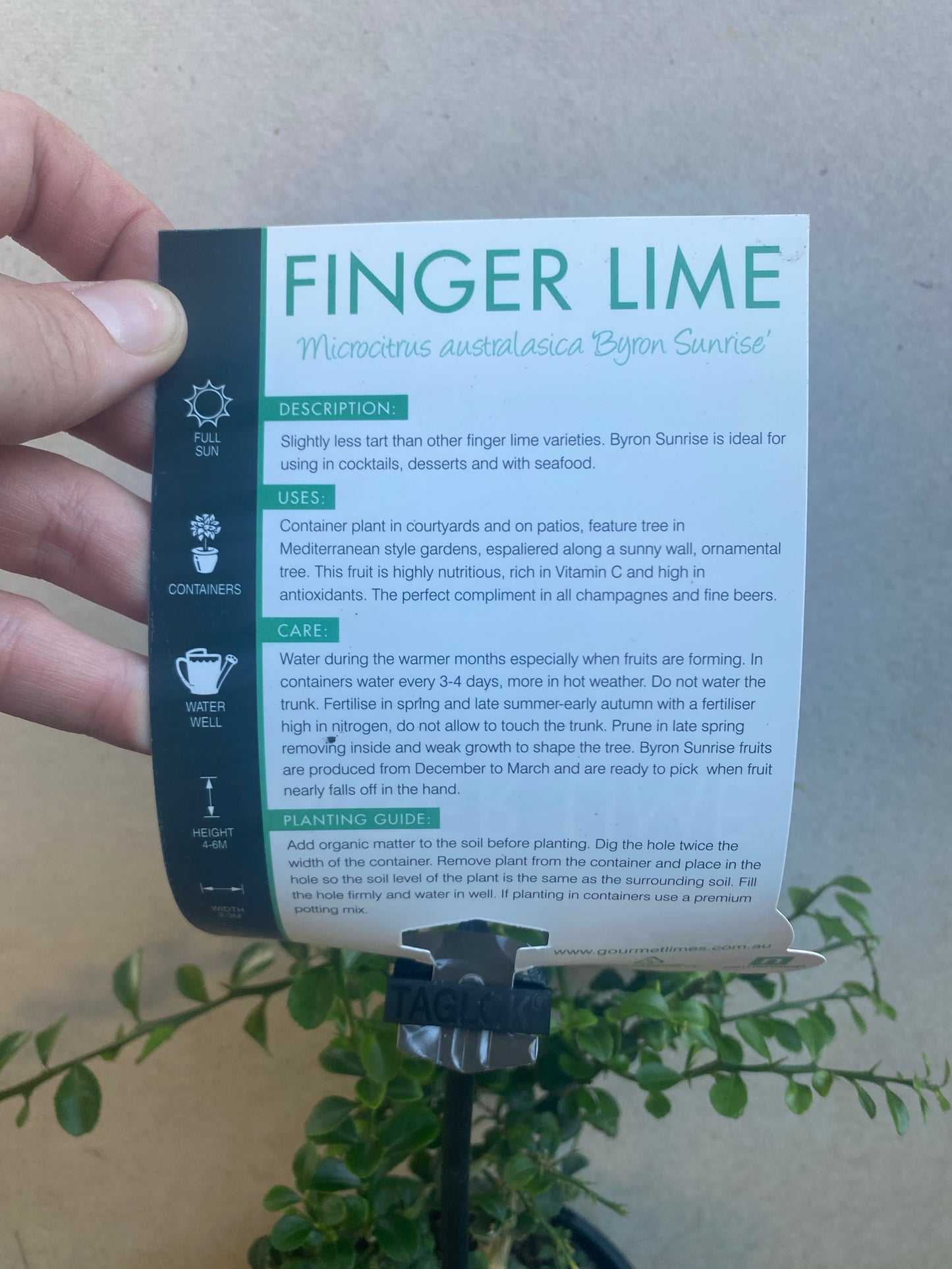 Finger Lime - Byron Sunrise RESTRICTED TO QLD