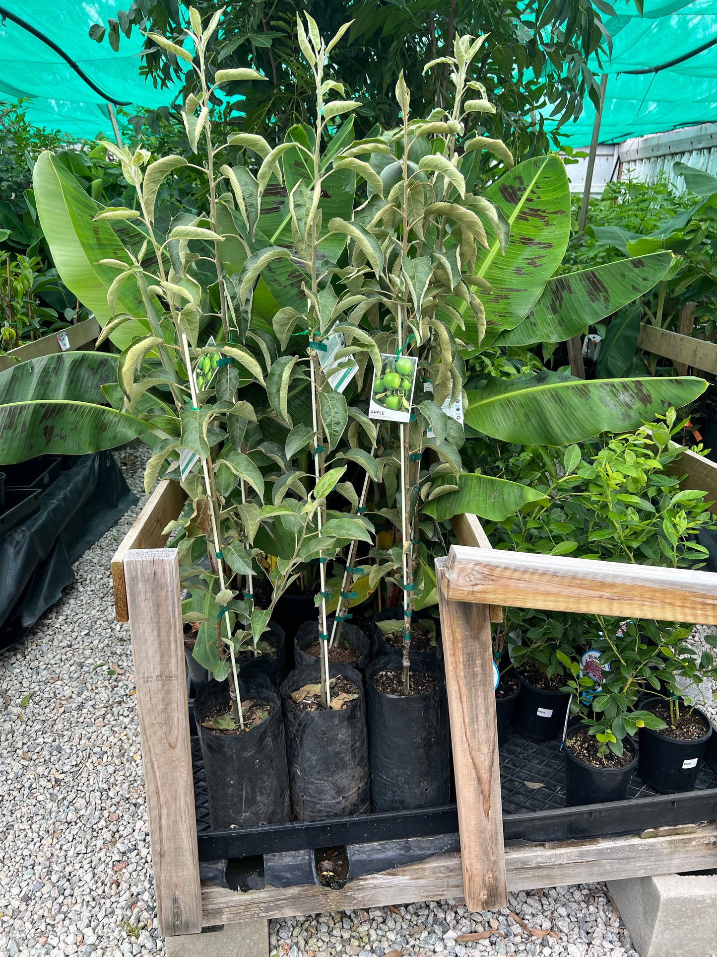 Apple - Granny Smith